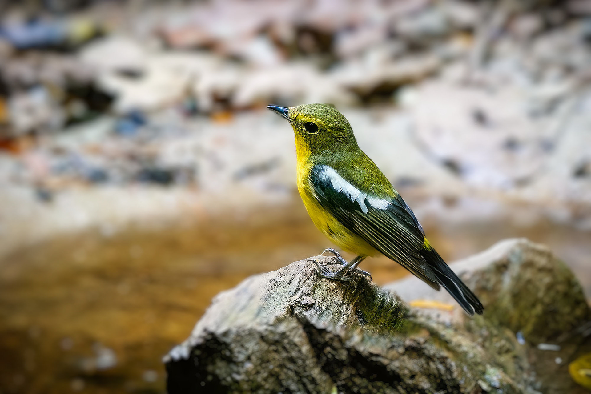 Narzissenschnäpper-elisae / Green-backed Flycatcher