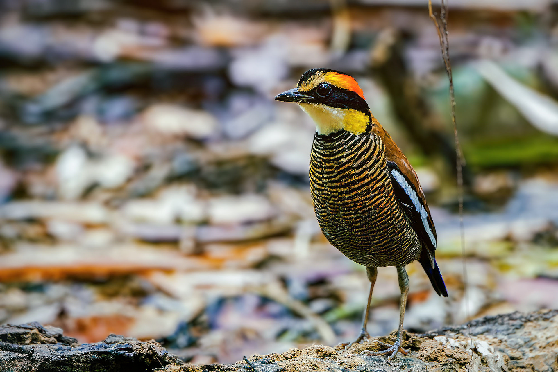 female
