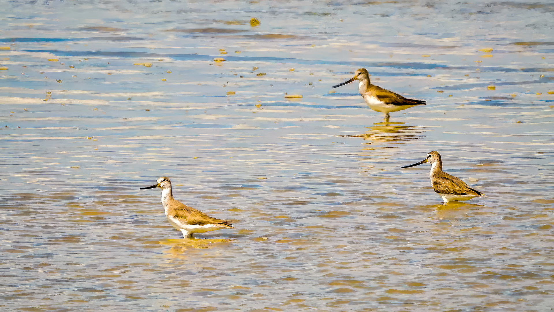 Terekwasserläufer / Terek sandpiper