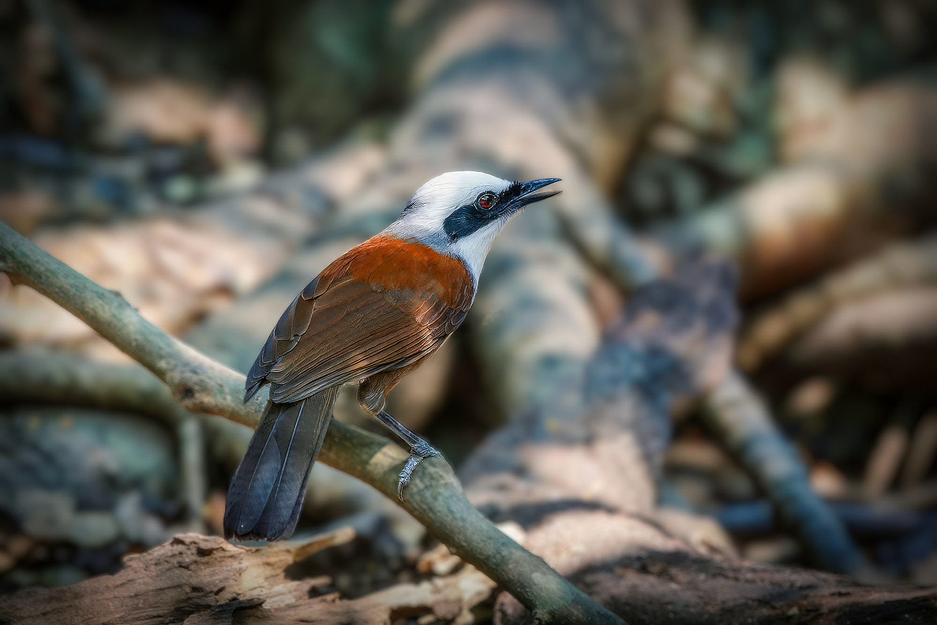 Weißhaubenhäherling / White-crested Laughingthrush
