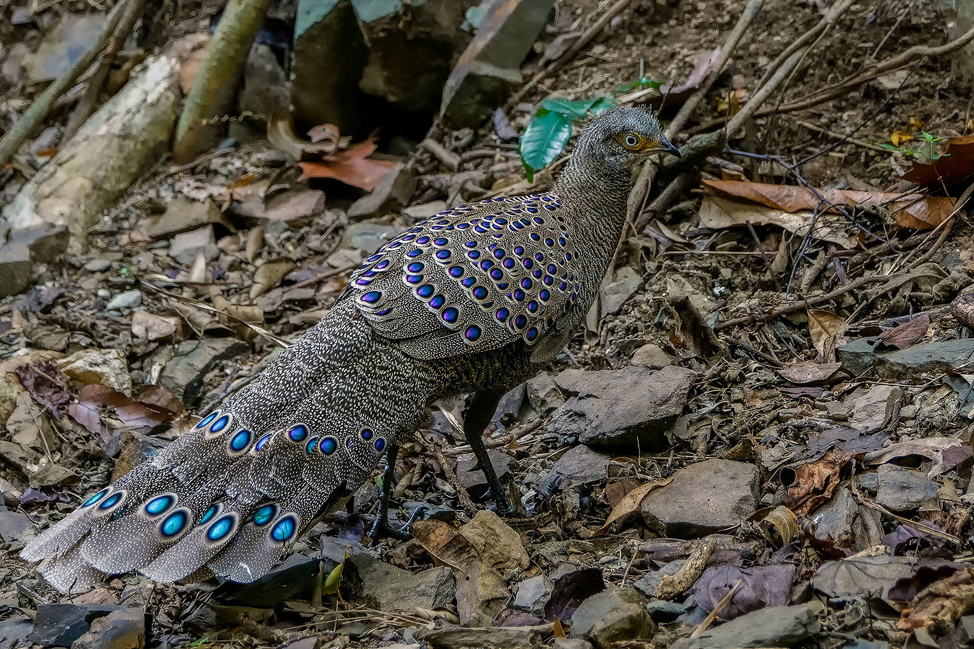male