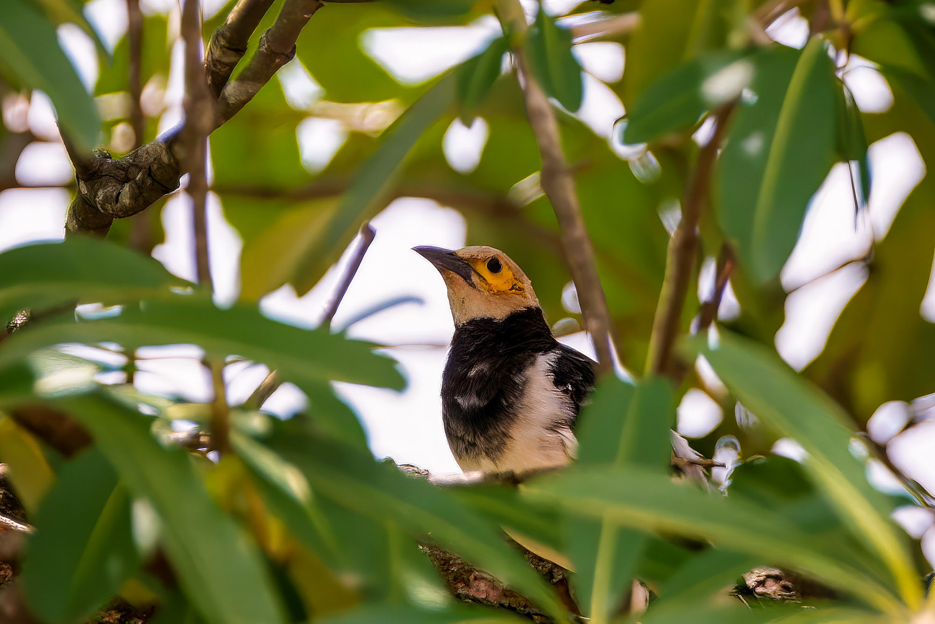 Schwarzhalsstar / Black-collared Starling