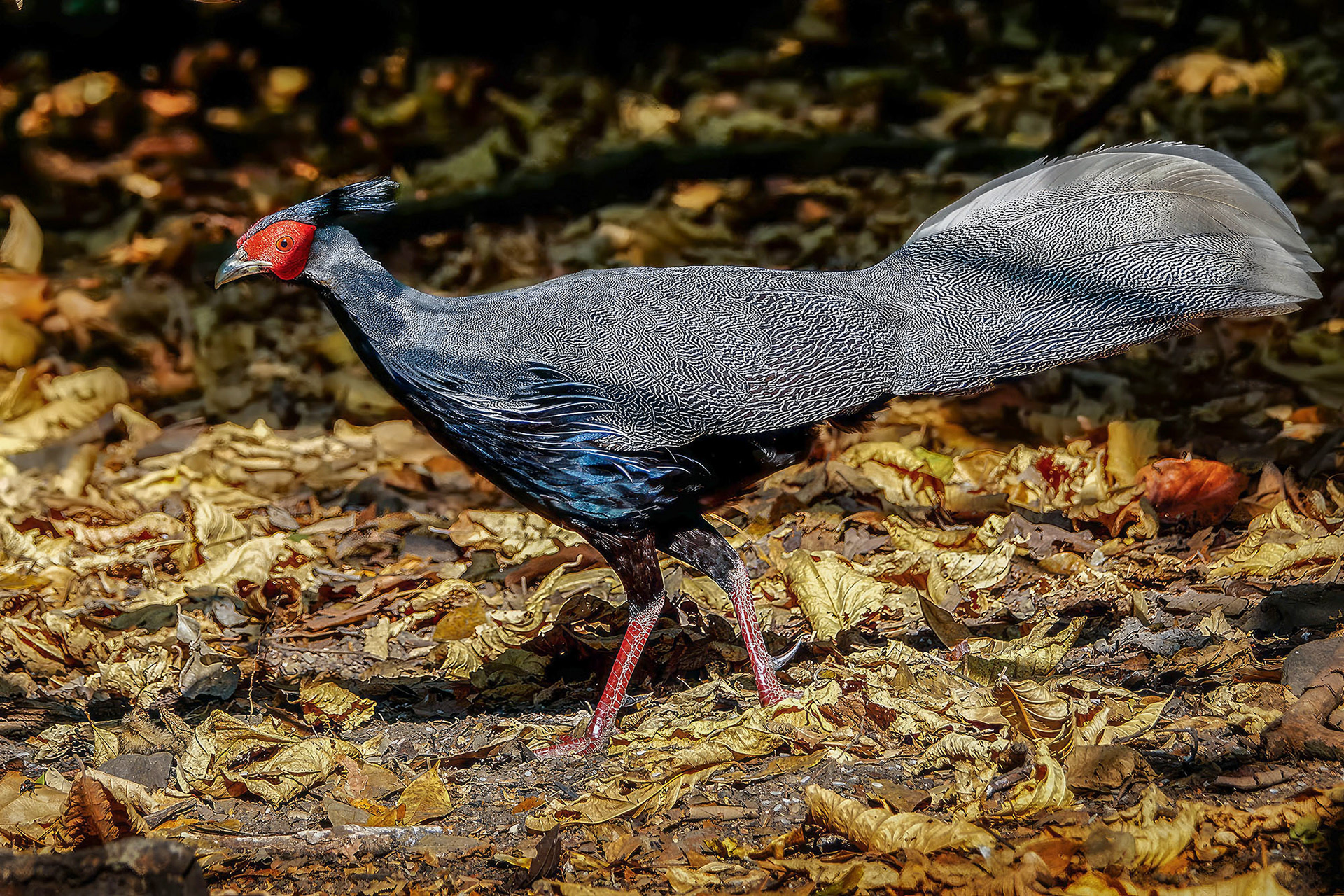 male