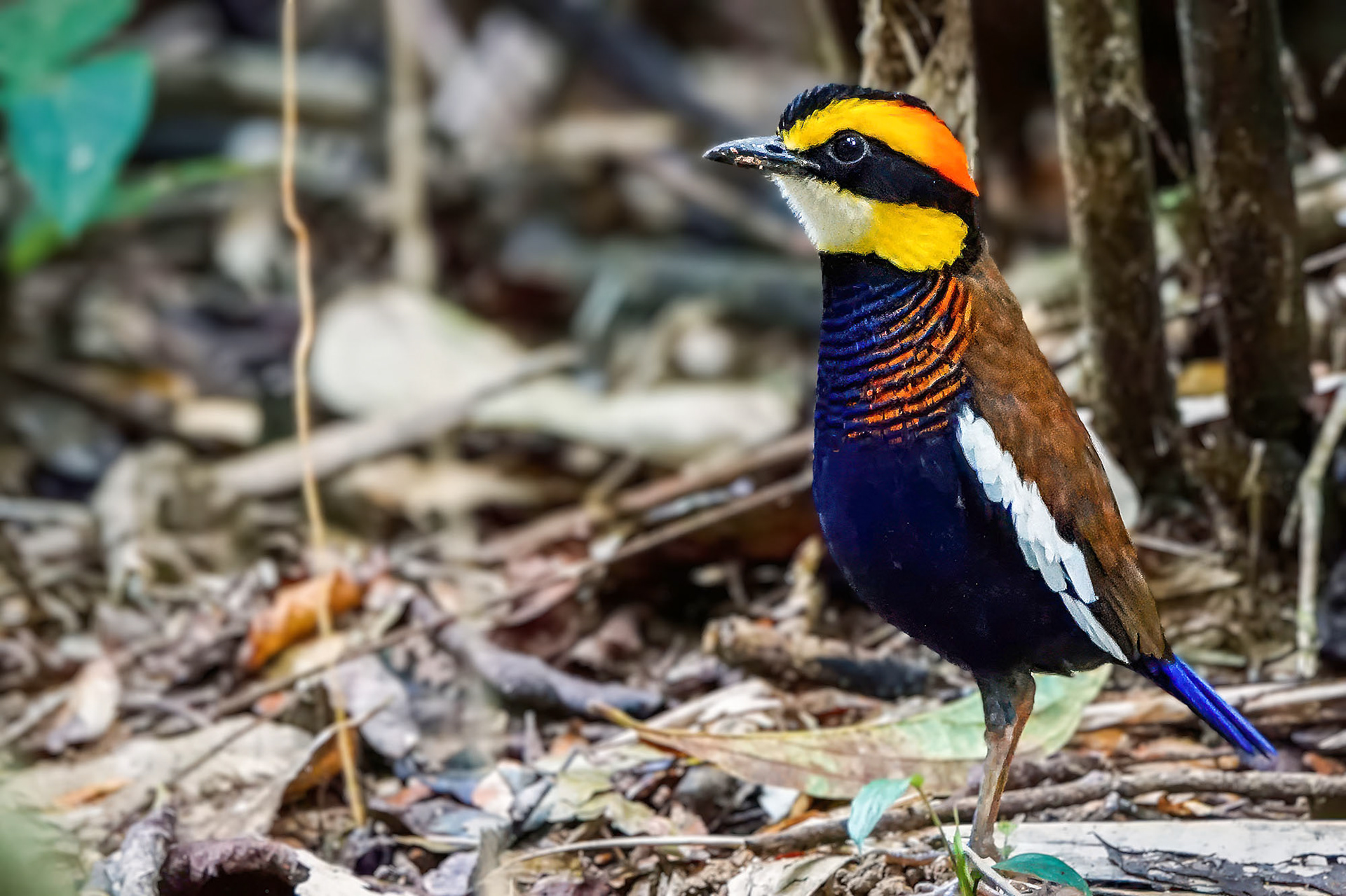 male