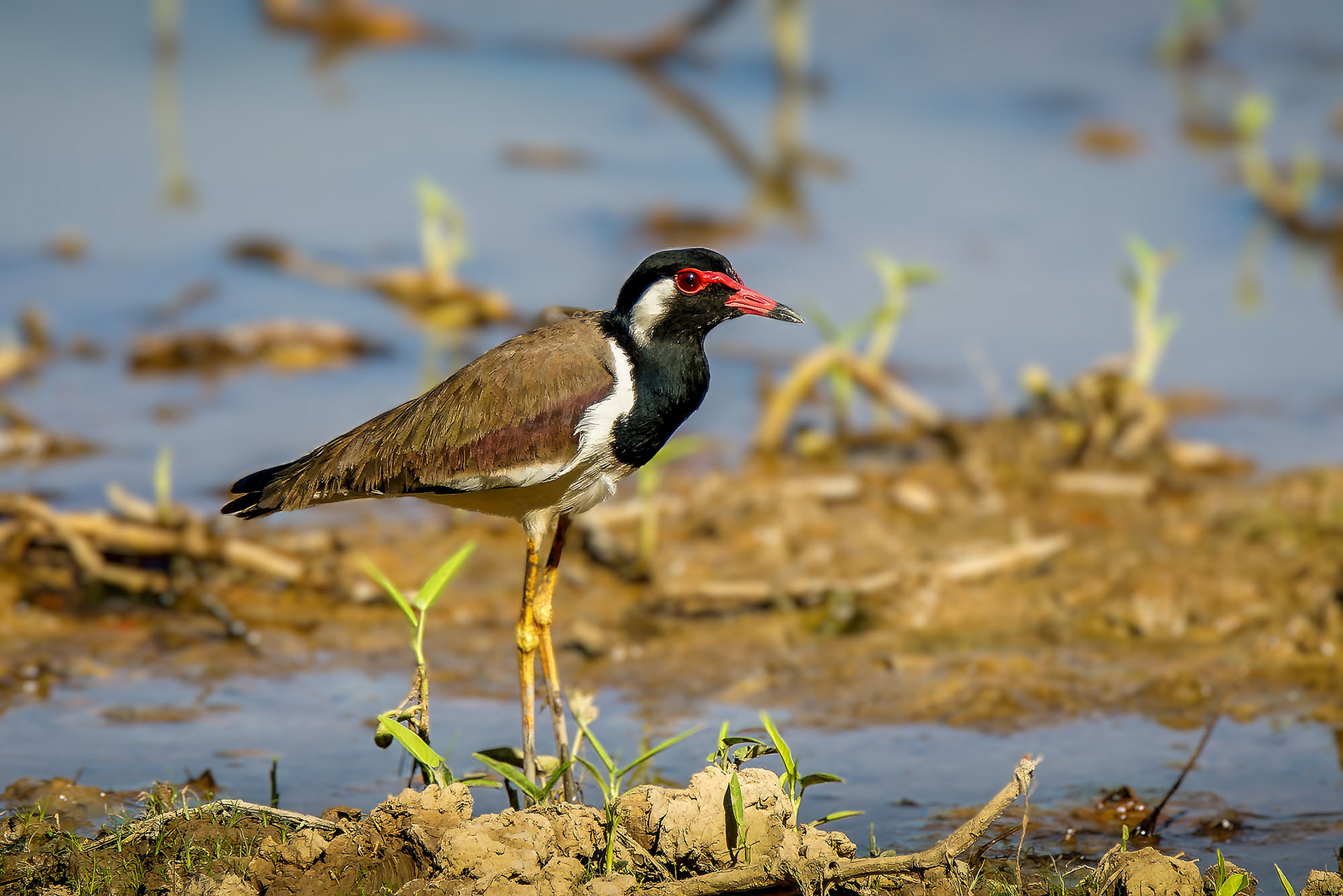 Rotlappenkiebitz / red-wattled lapwing