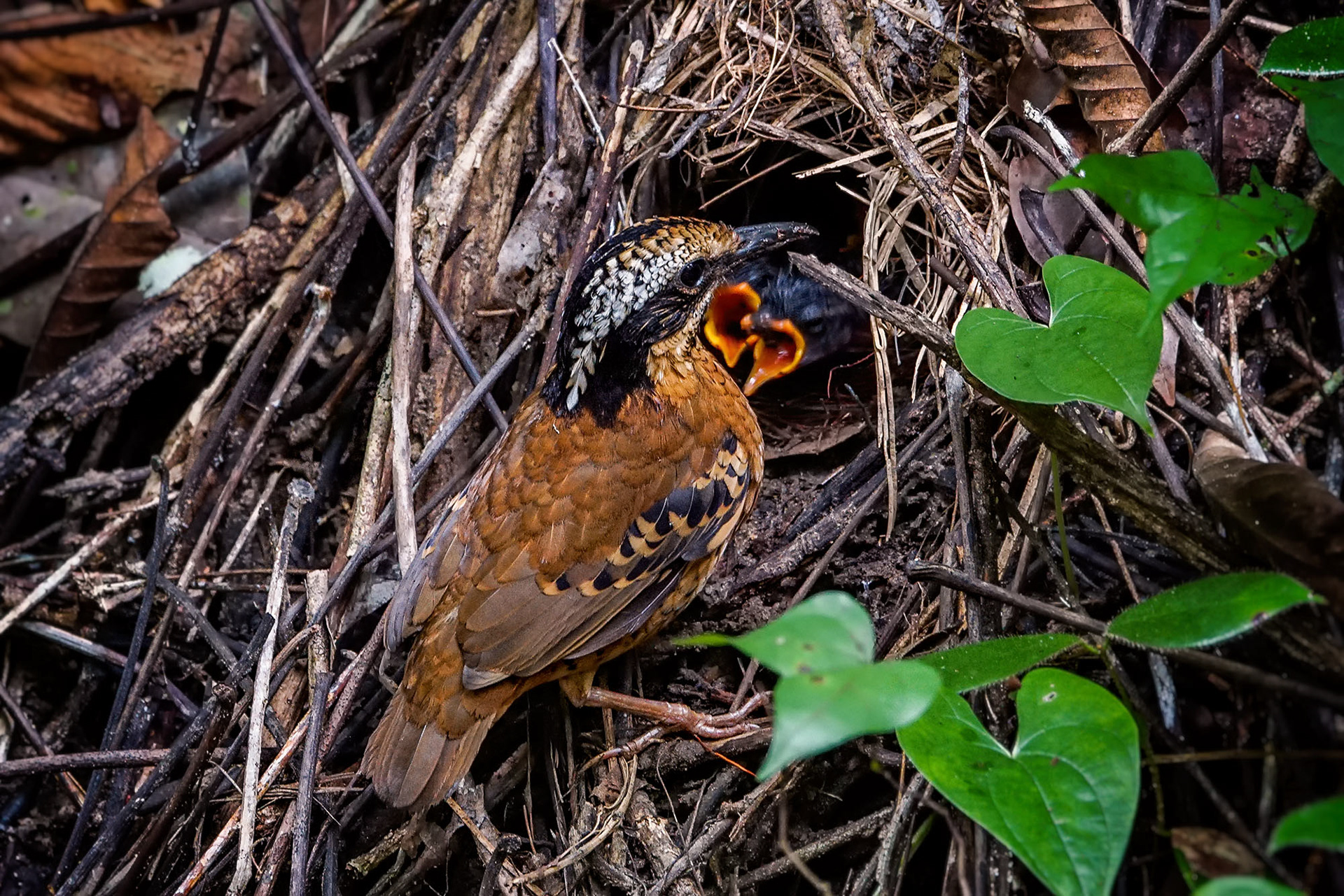 male