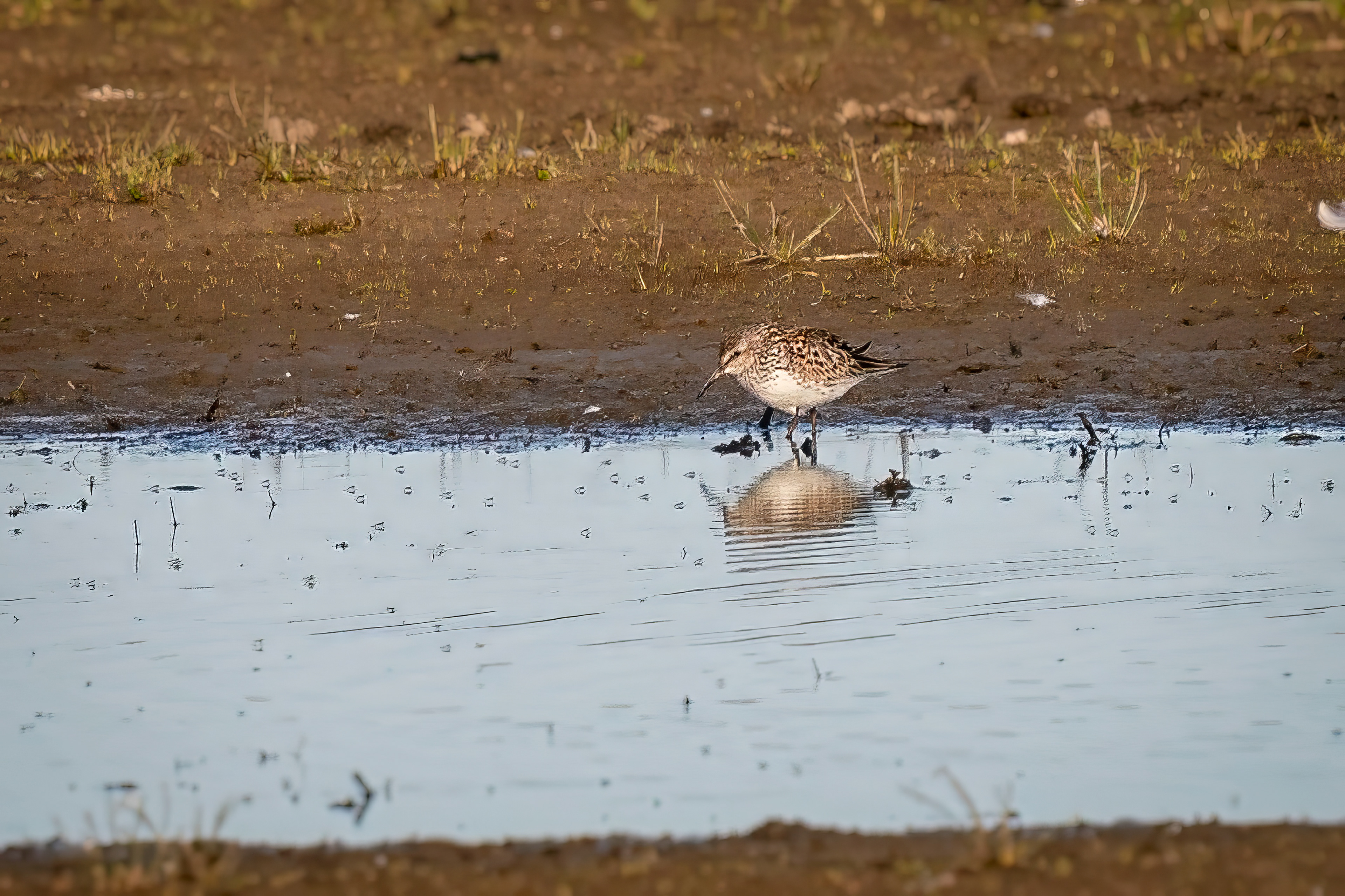 Weißbürzelstrandläufer