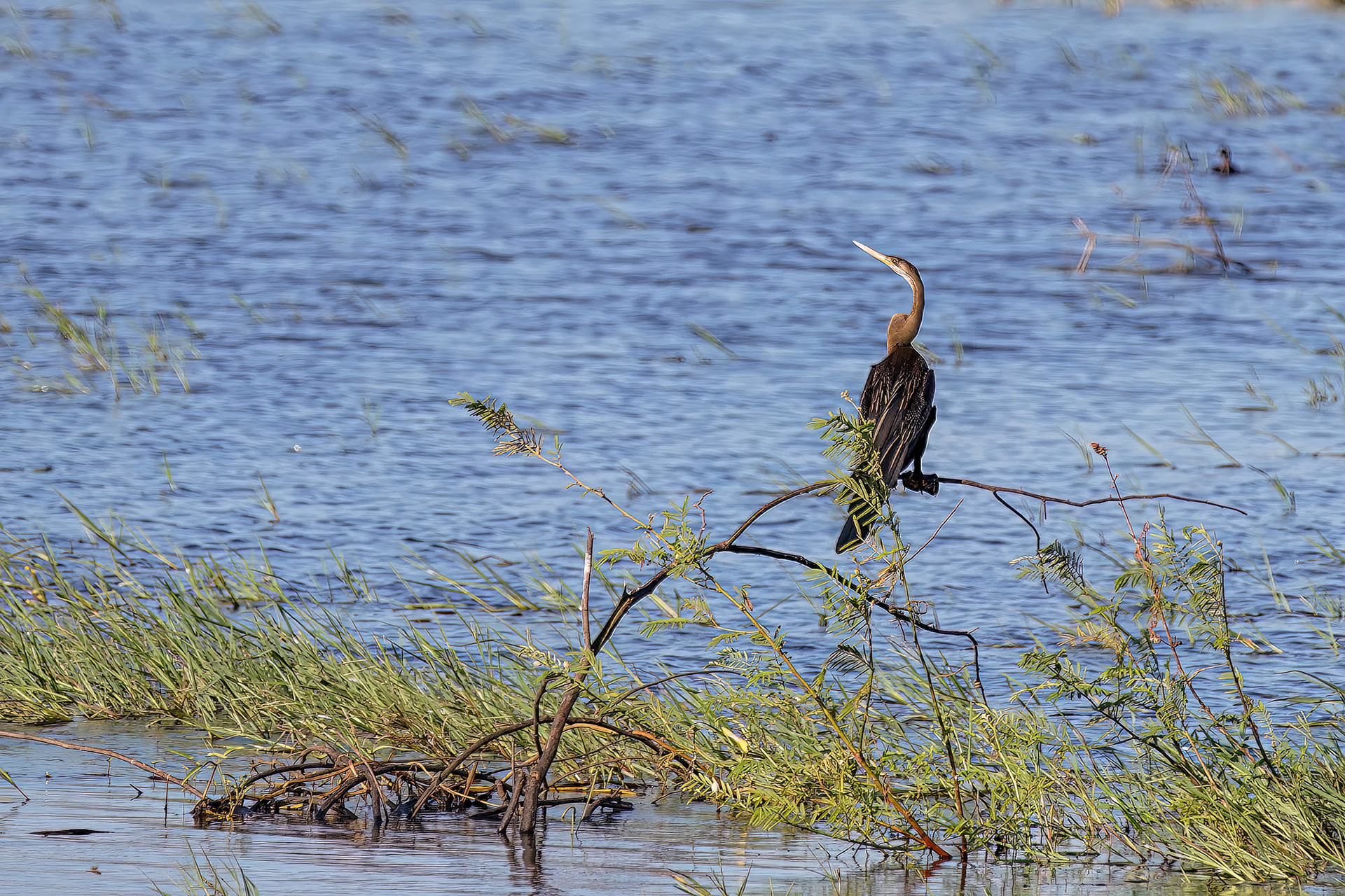 Orient-Schlangenhalsvogel  / Oriental darter