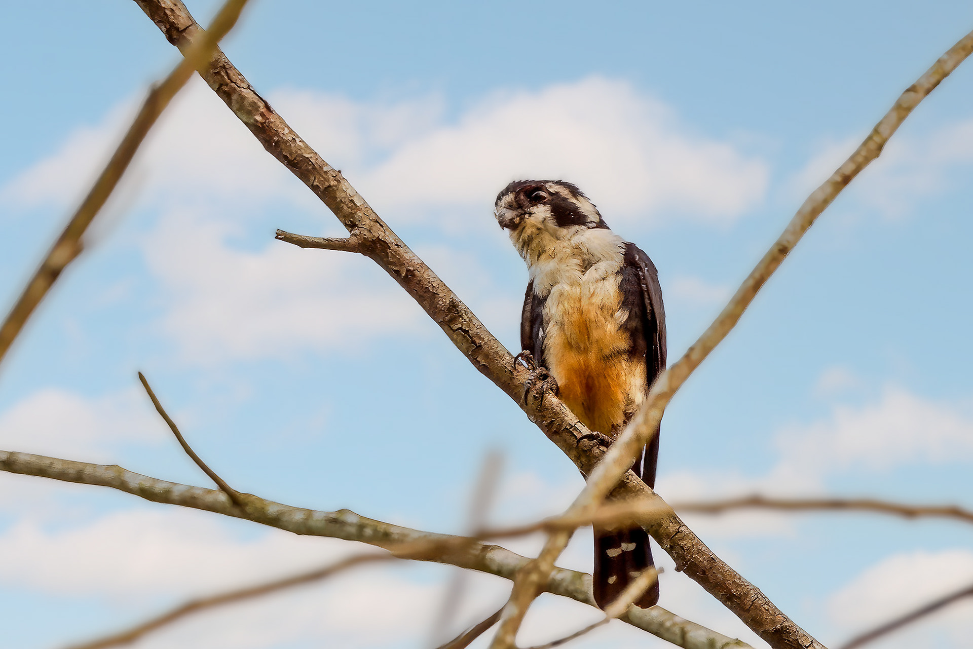 Finkenfälkchen / Black-thighed Falconet