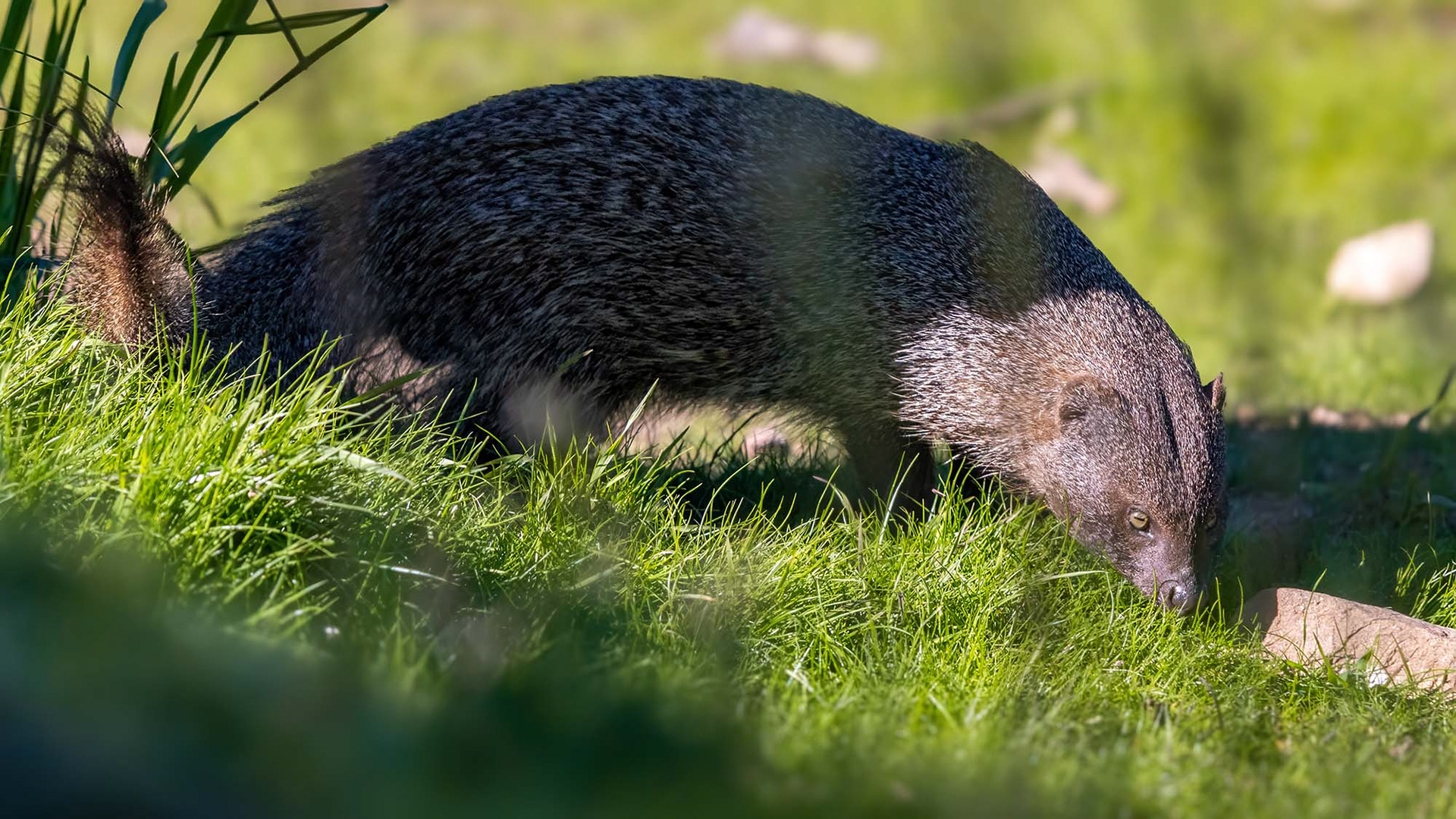 Ichneumon, auch bekannt als Ägyptischer Mungo oder Buschteufel