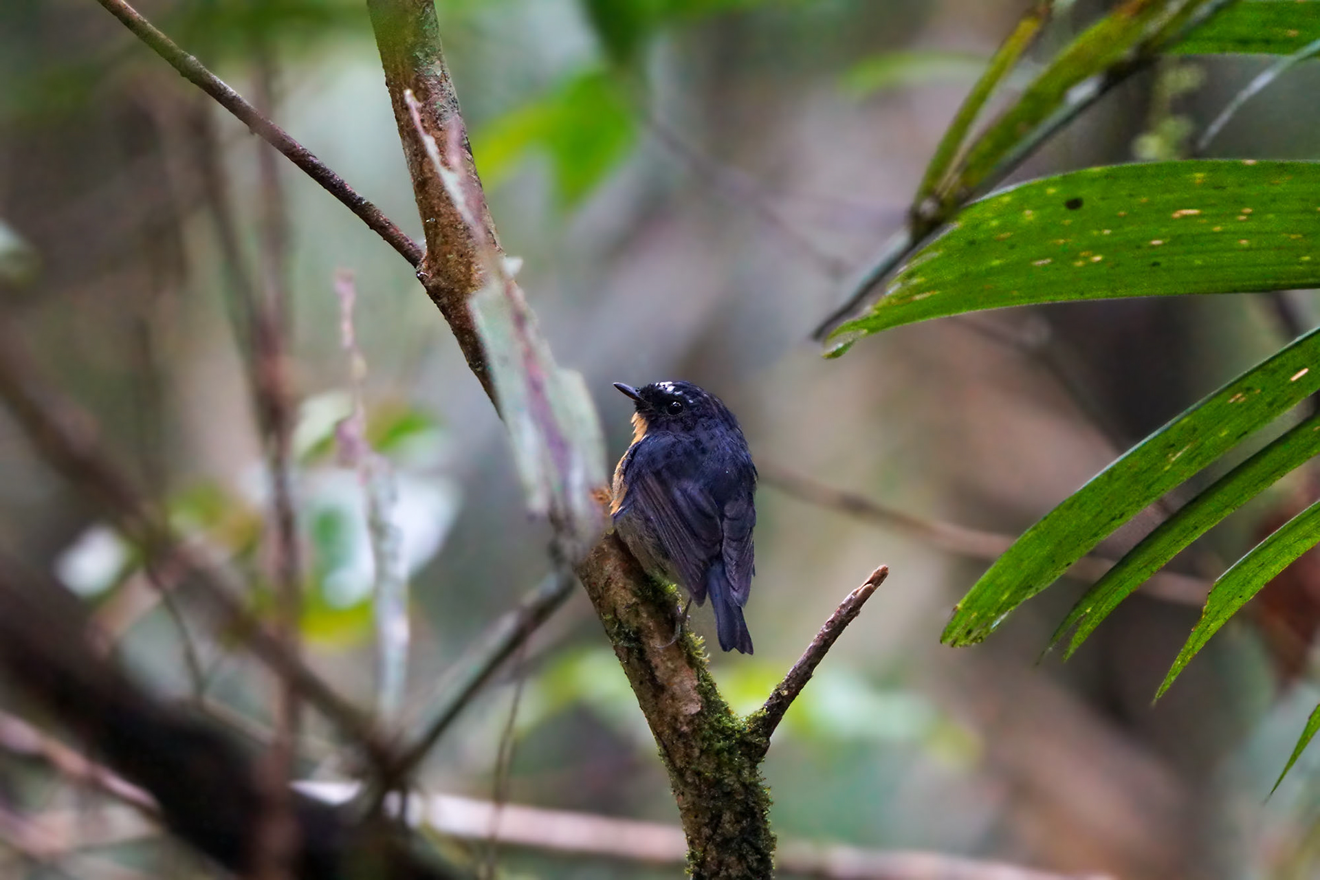 Rotbrustschnäpper / snowy-browed flycatcher