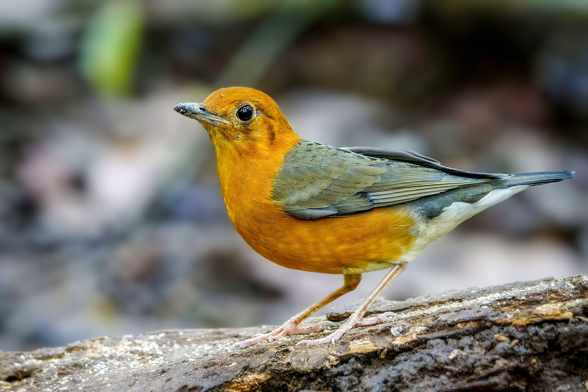 Damadrossel (F) / Orange-headed Thrush