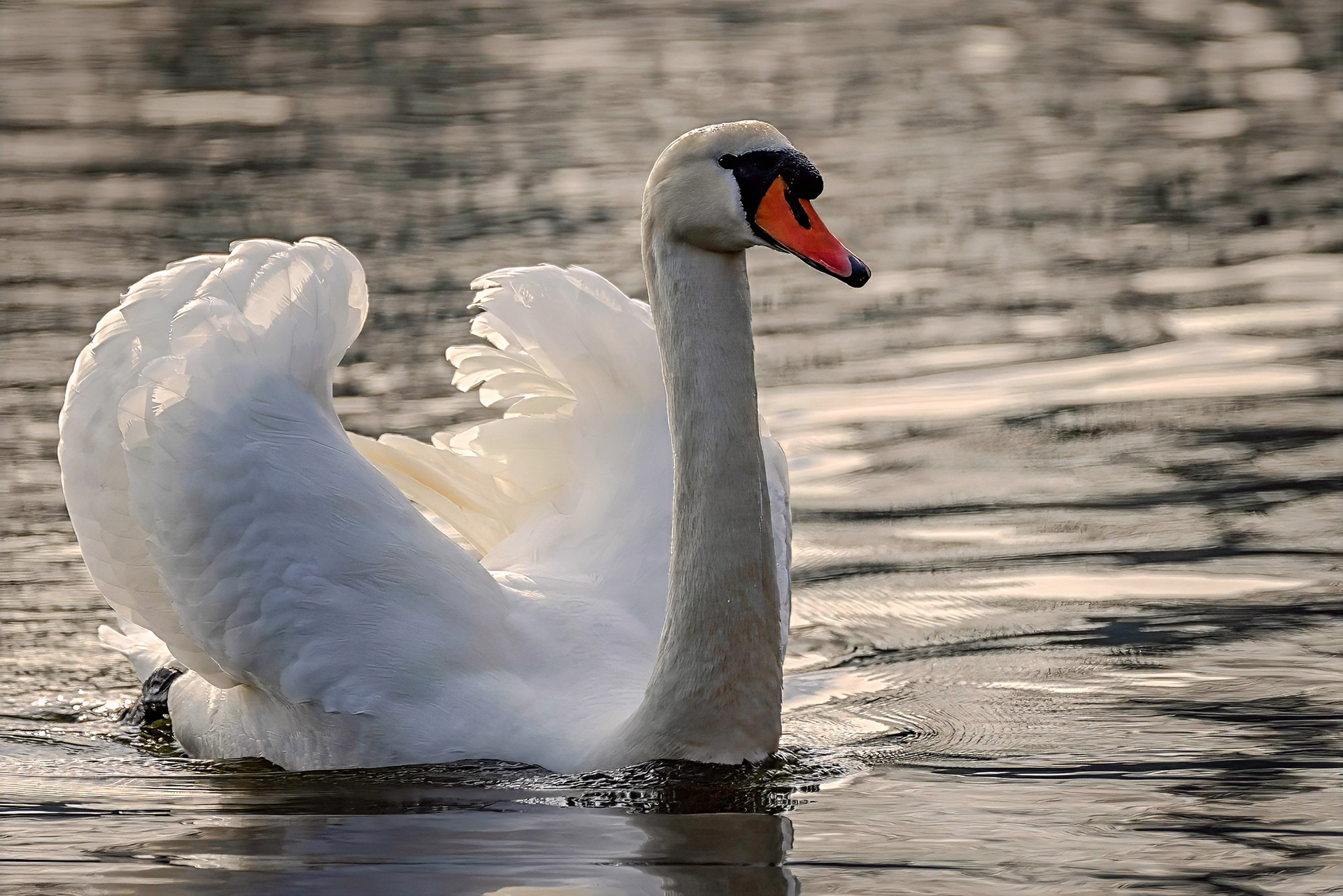 Höckerschwan