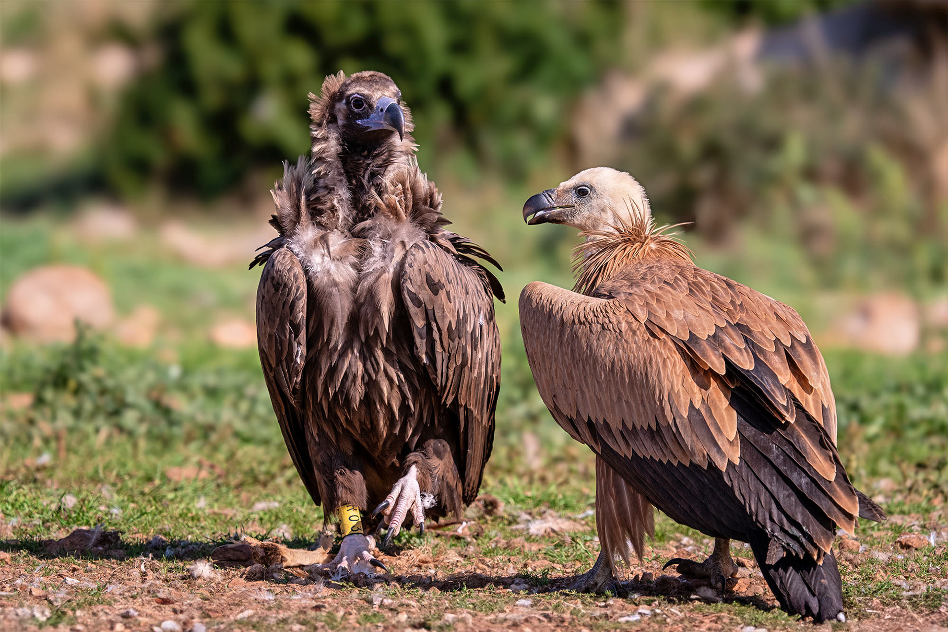 Mönchsgeier mit Gänsegeier