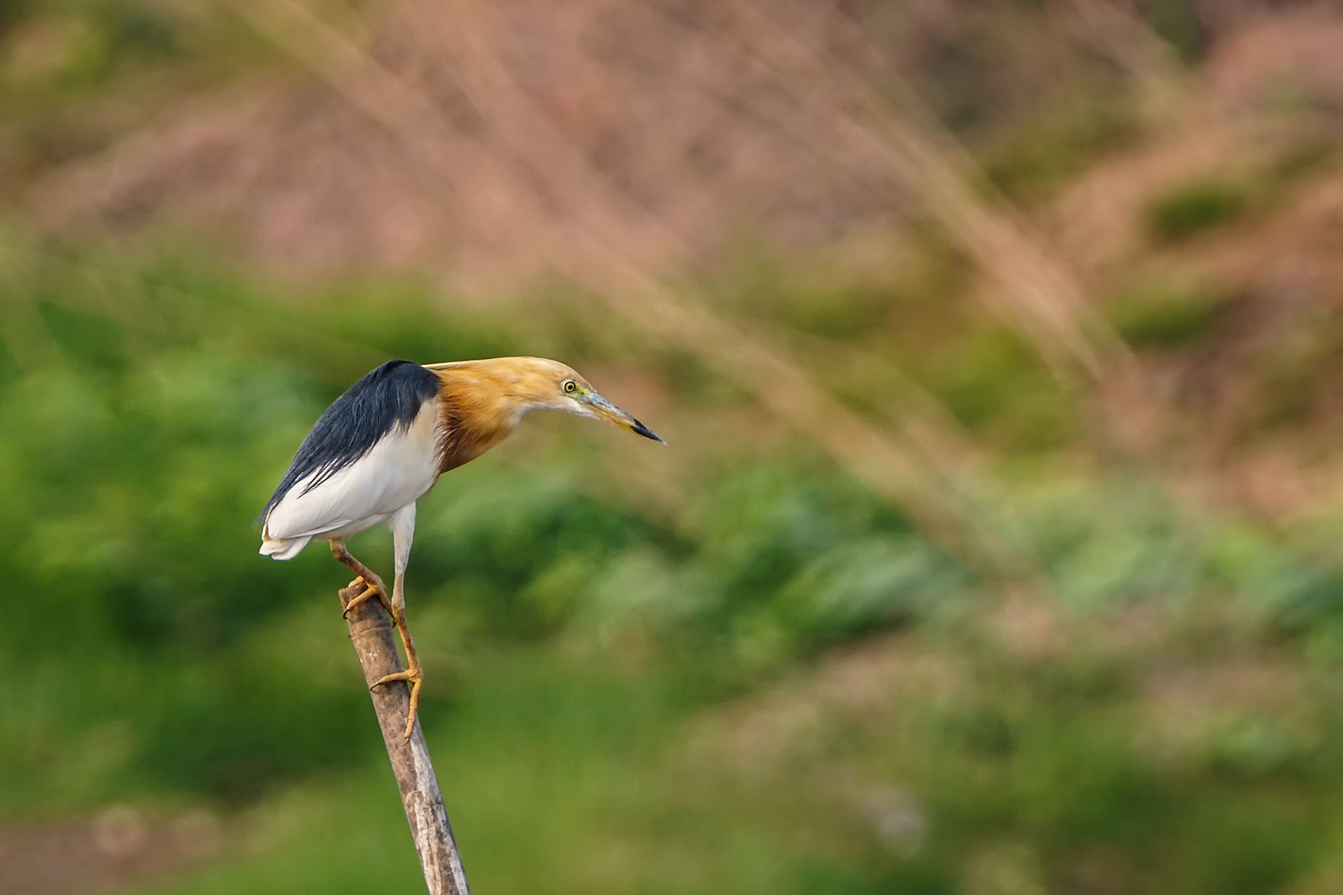 Prachtreiher im Brutkleid / Javan pond heron