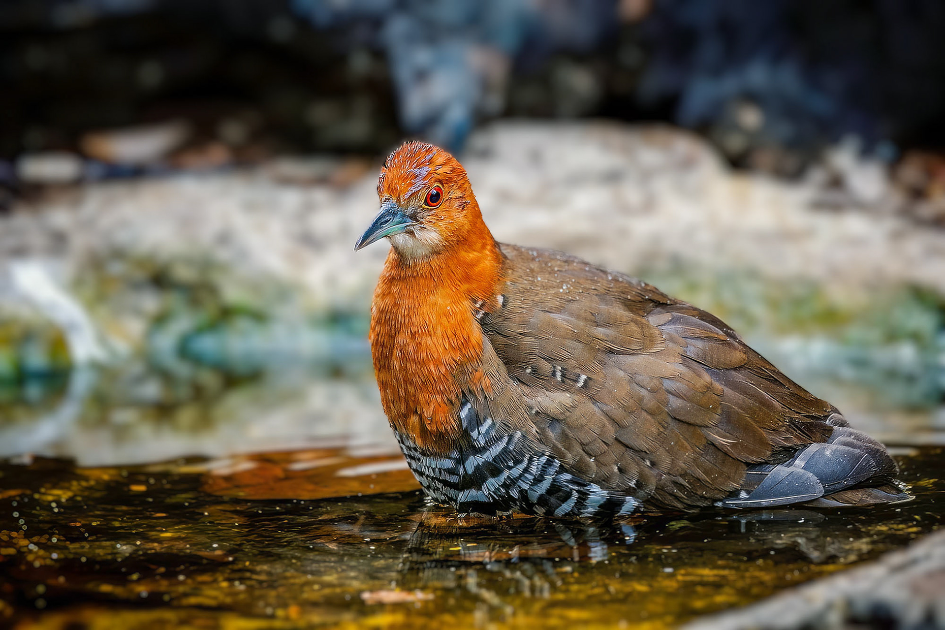 Hinduralle / slaty-legged crake