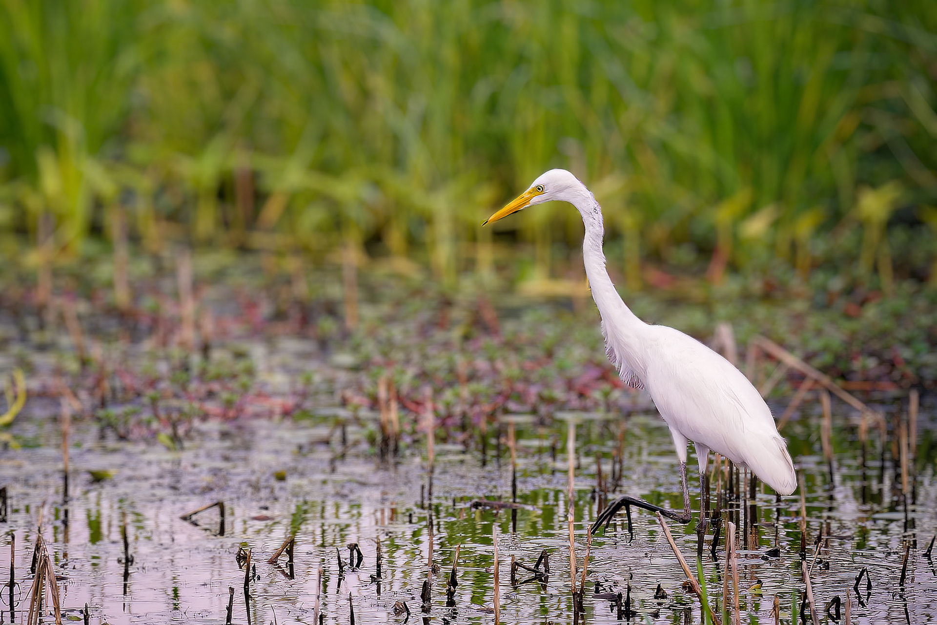 Silberreiher / great white egret