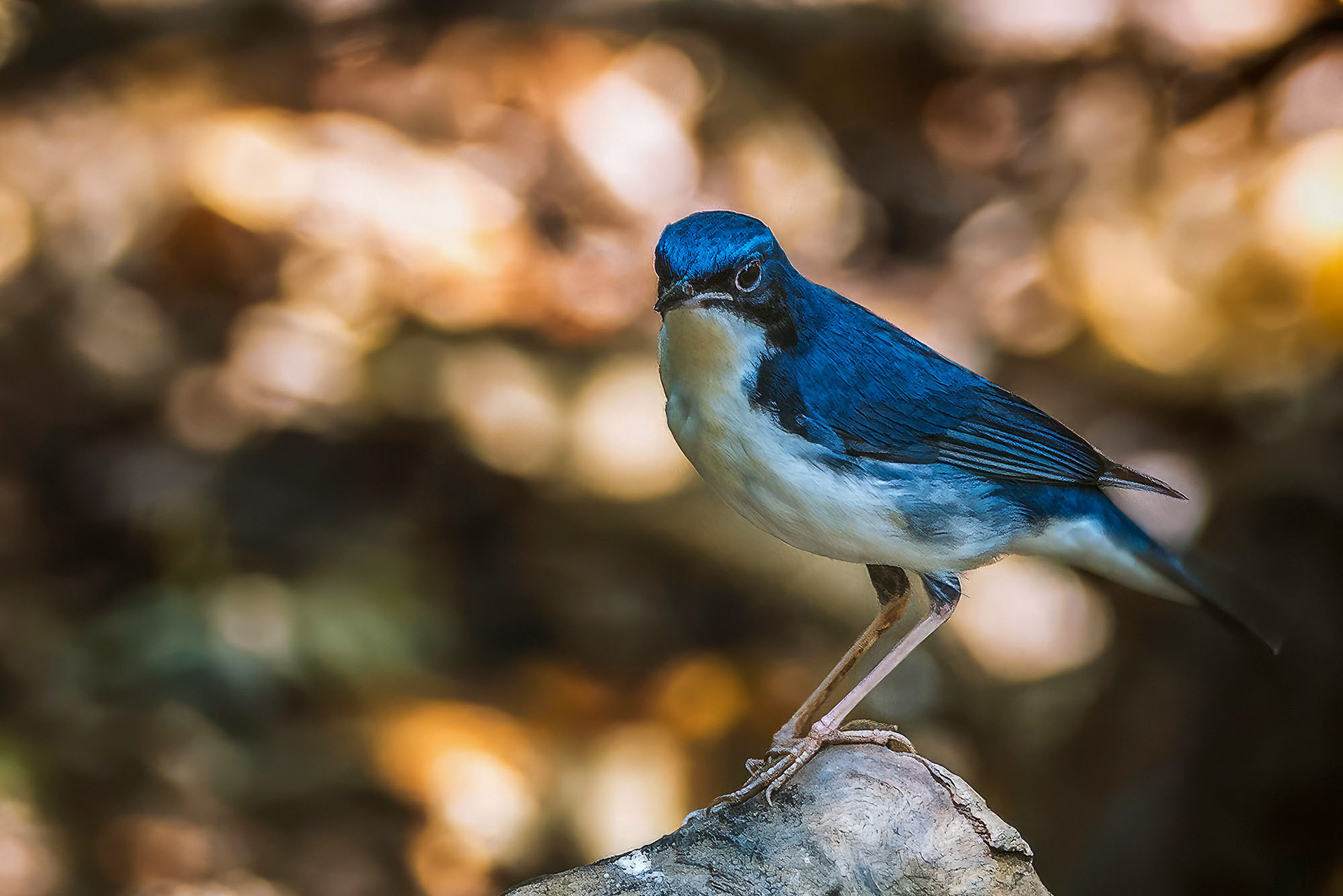 Blaunachtigall (M) / Siberian Blue Robin