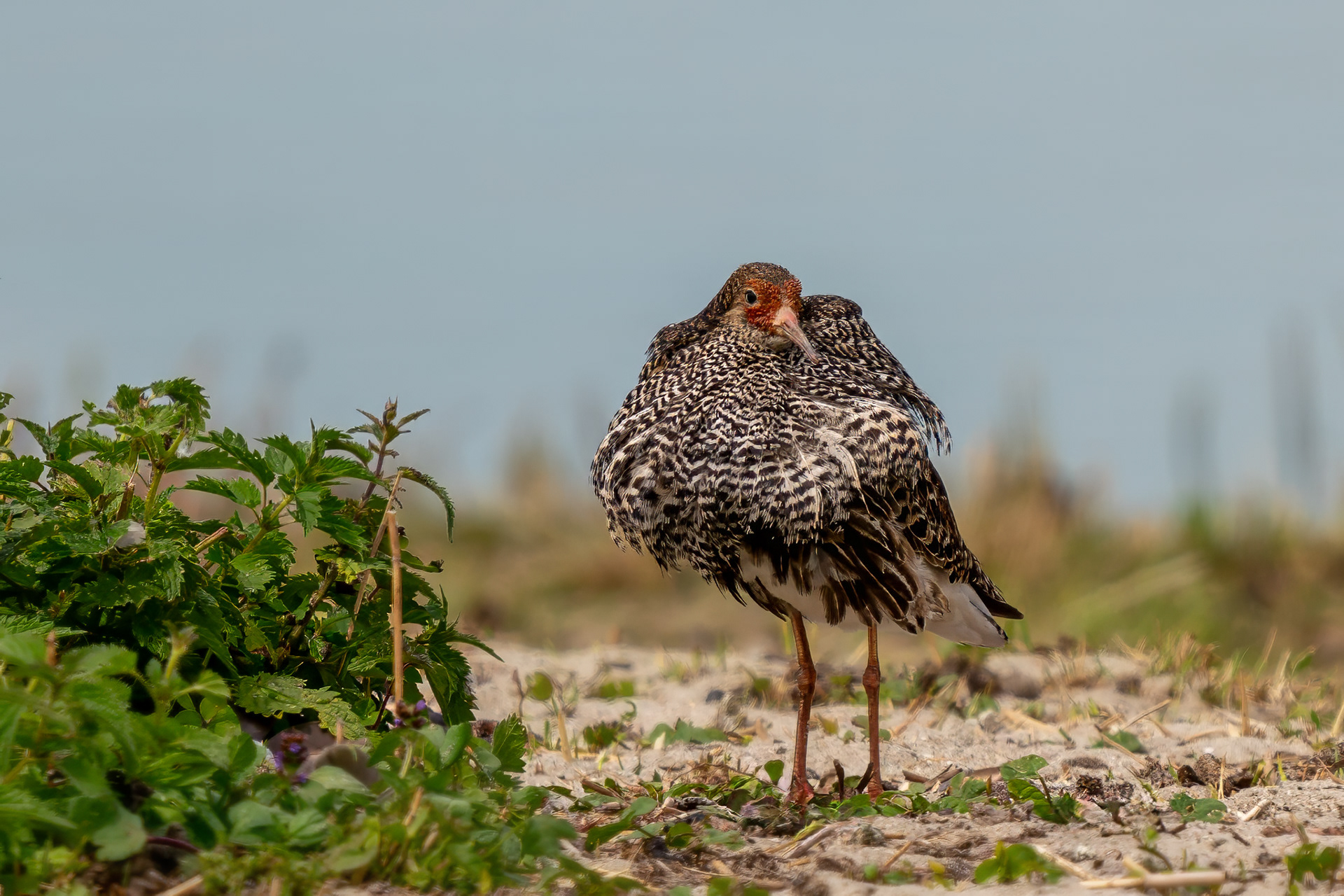 Kampfläufer, Brutkleid