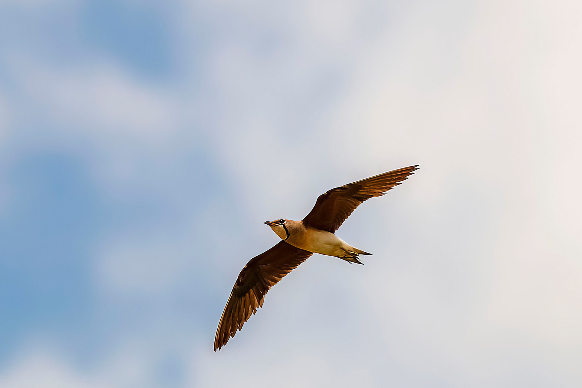 Orientbrachschwalbe /  oriental pratincole