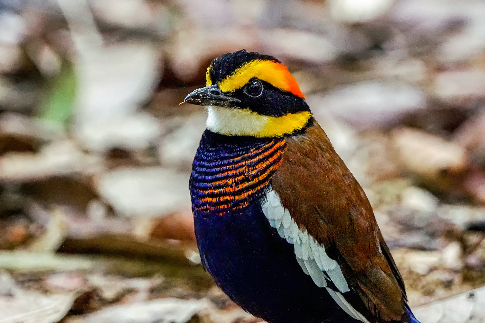 male