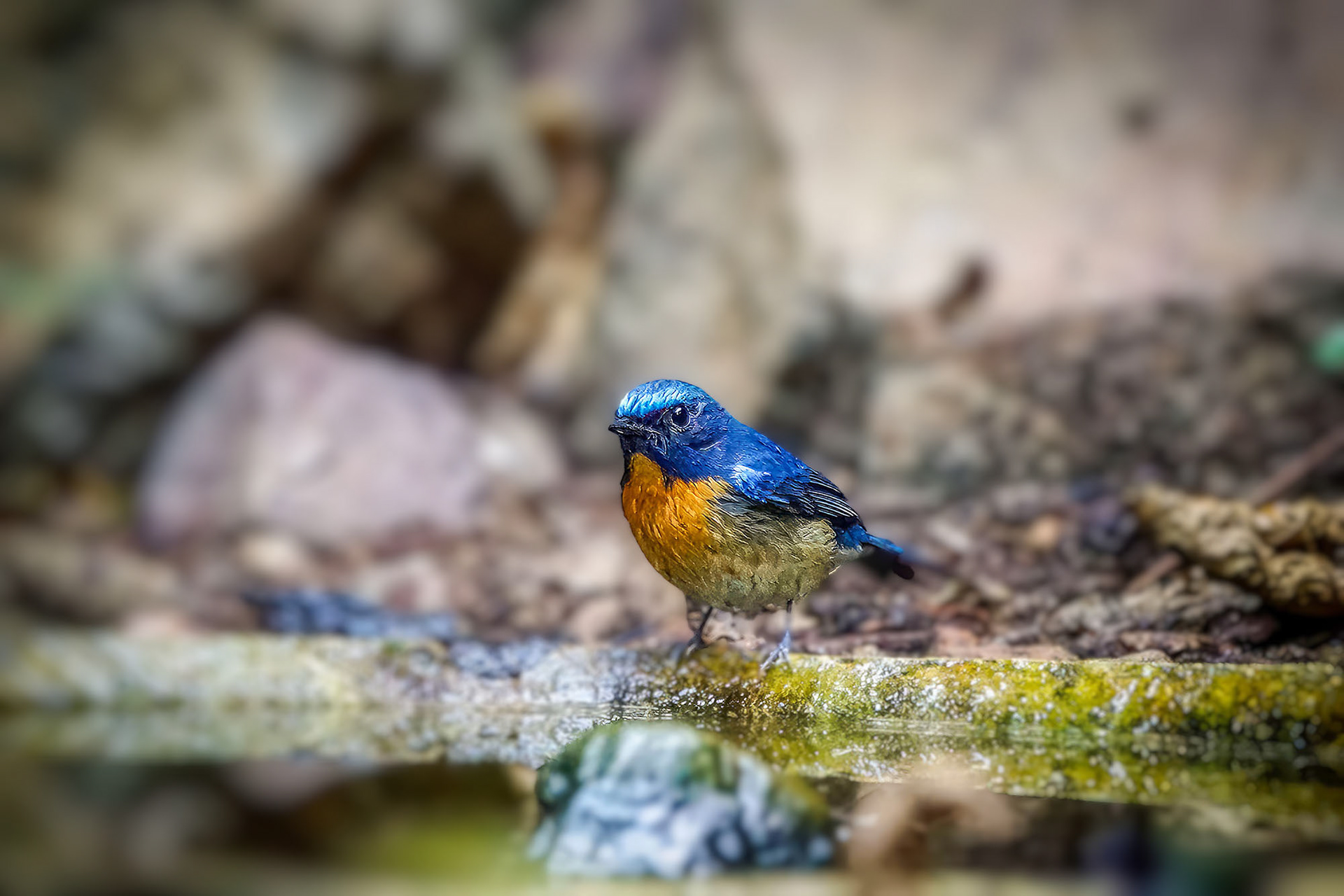 Blaukehlschnäpper (M) / Blue-throated blue flycatcher - Chinese blue flycatcherer (M) / Malaysian Blue-flycatcher