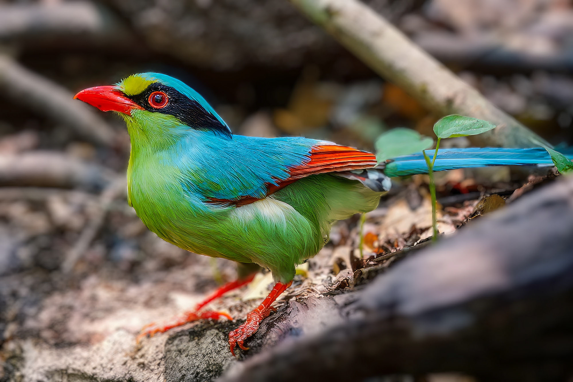 Jagdelster / Common Green Magpie