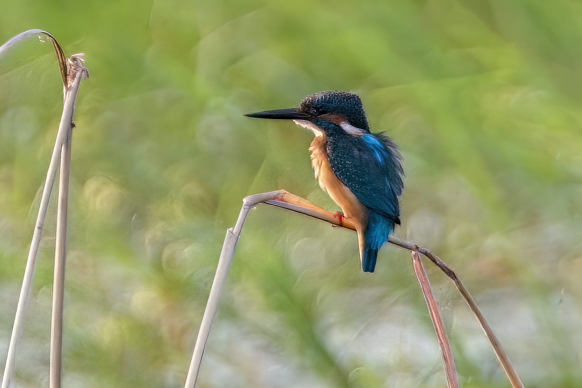 Eisvogel