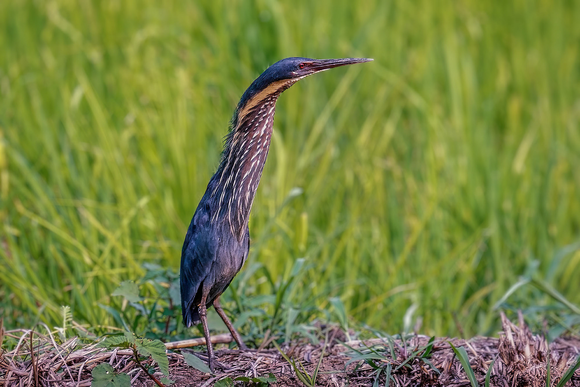 Schwarzdommel (male) / black bittern