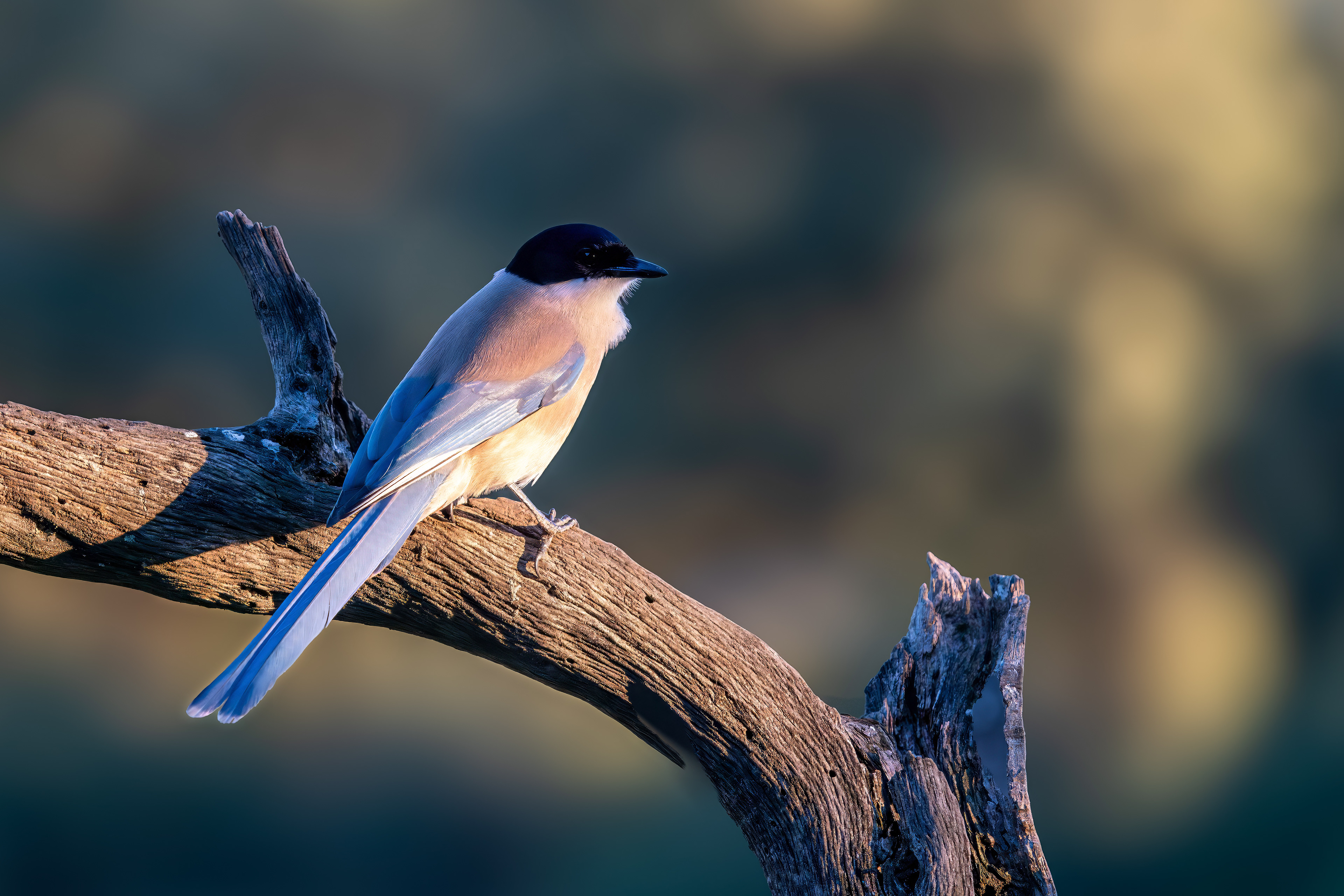 Blauelster