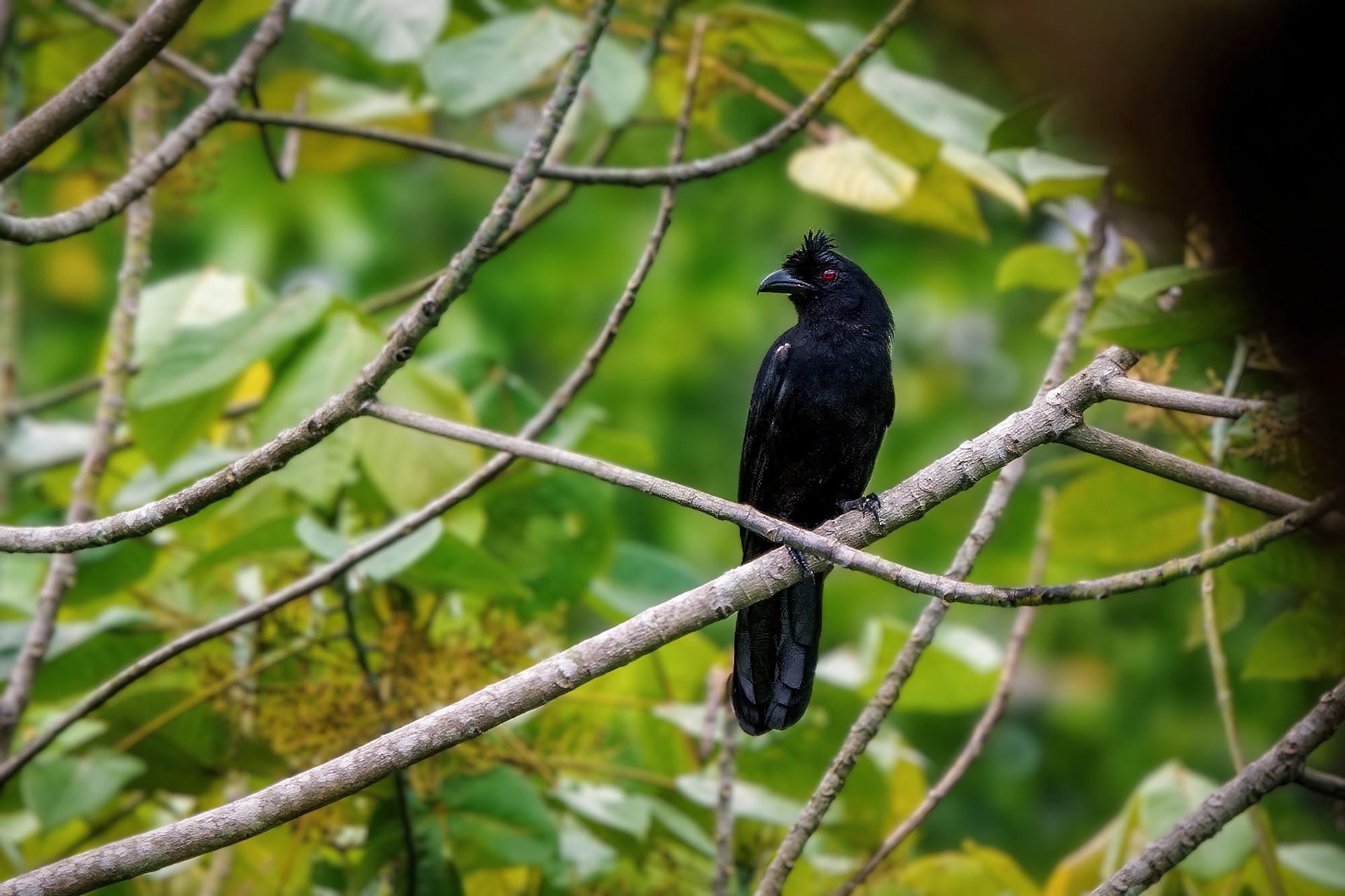 Trauerelster / Black-crested Magpie