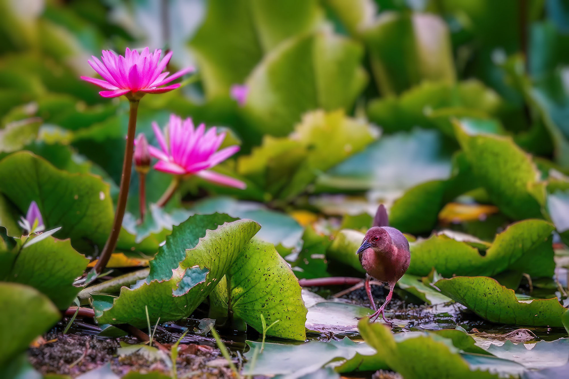 Zimtsumpfhuhn / ruddy-breasted crake