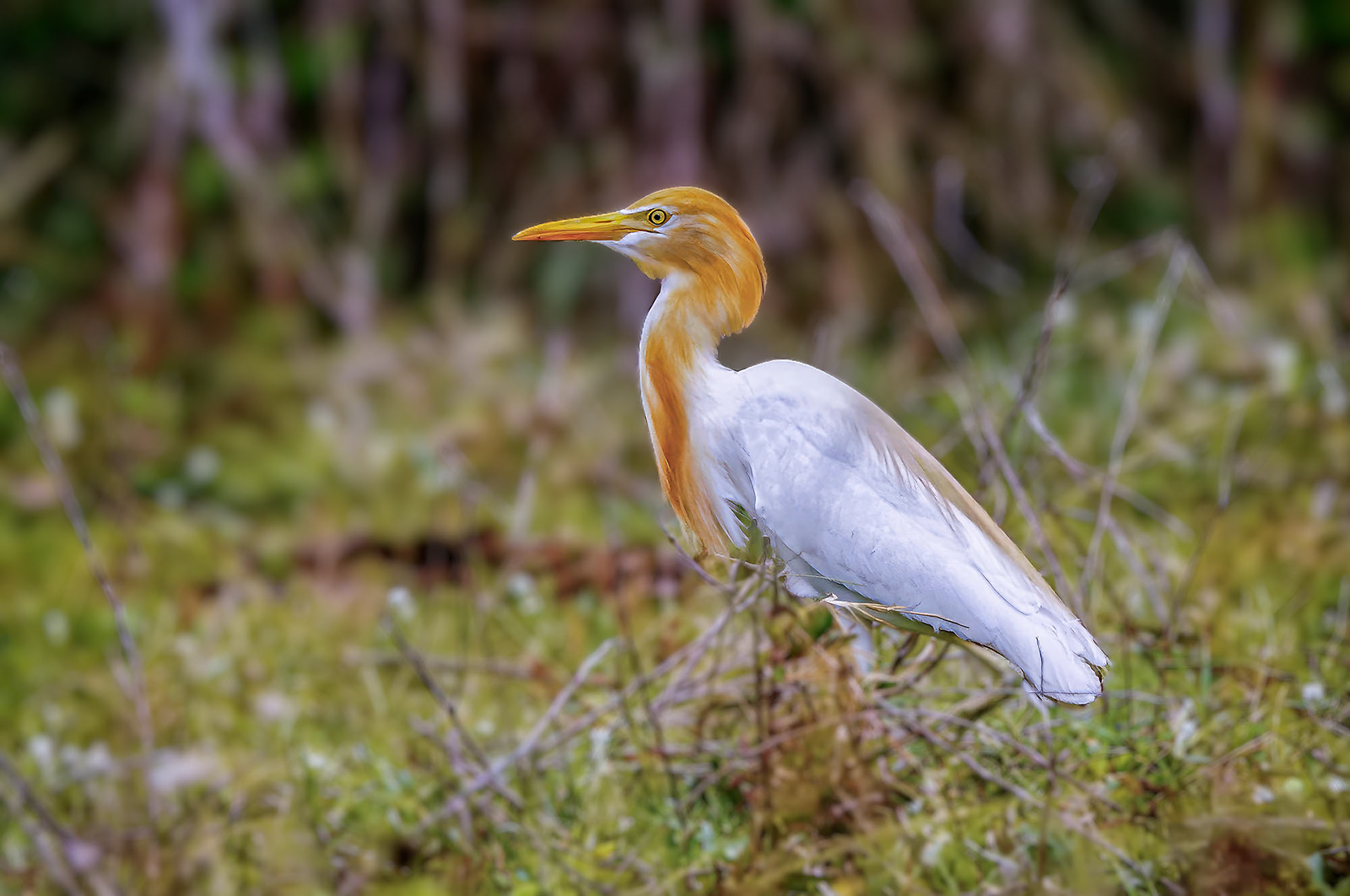 Kuhreiher (im Brutkleid) / cattle egret