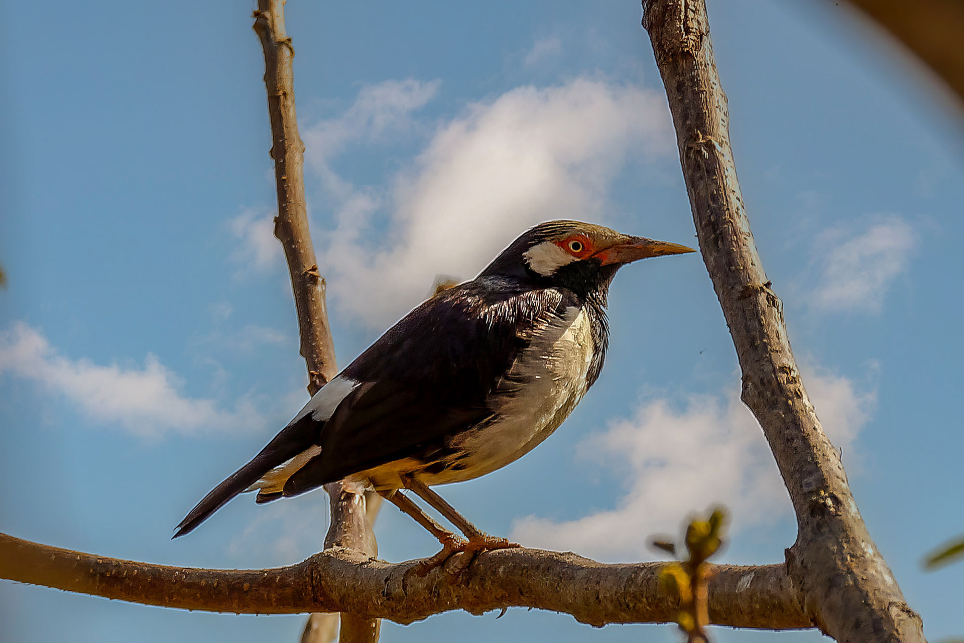 Elsterstar / Indian pied myna