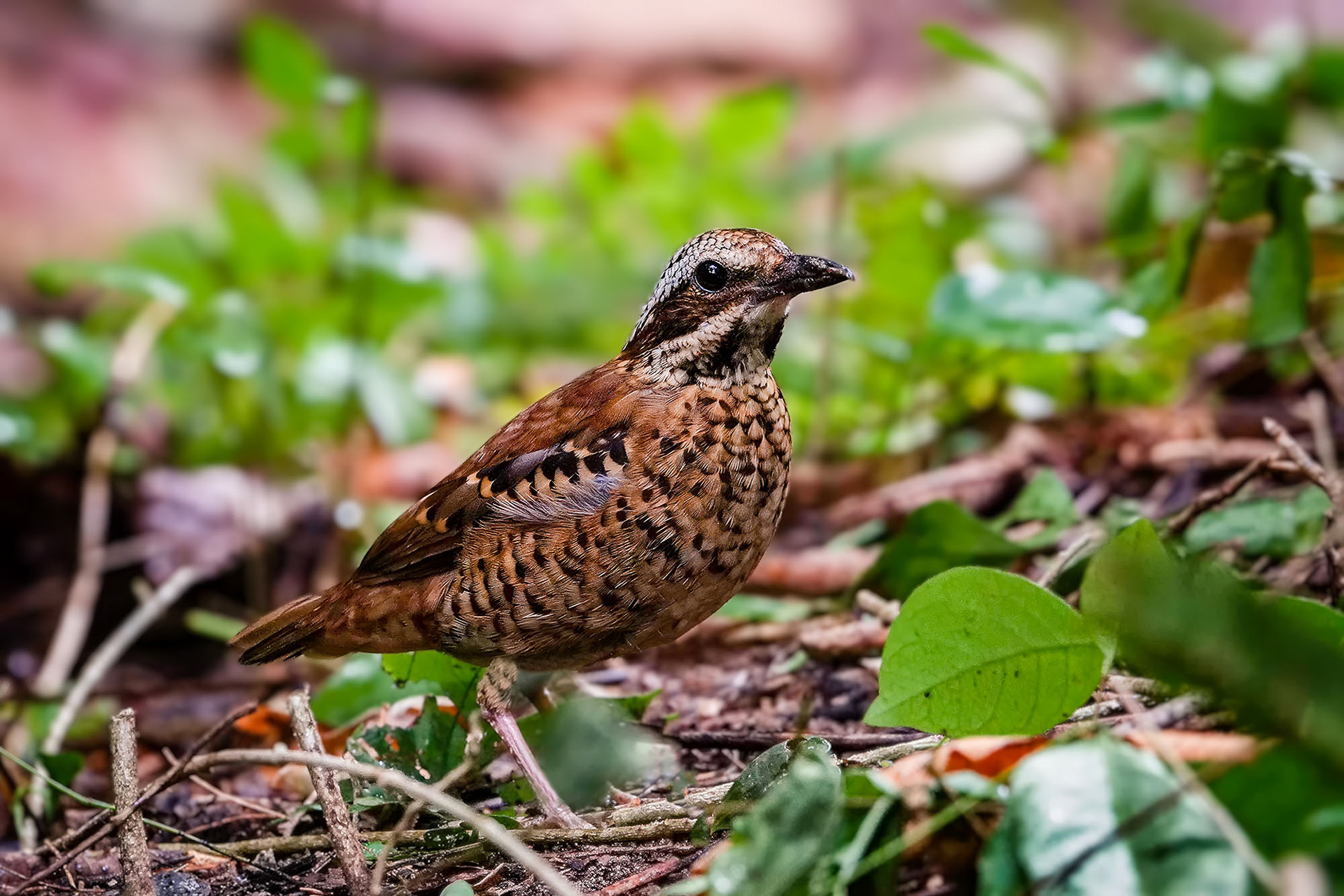 female