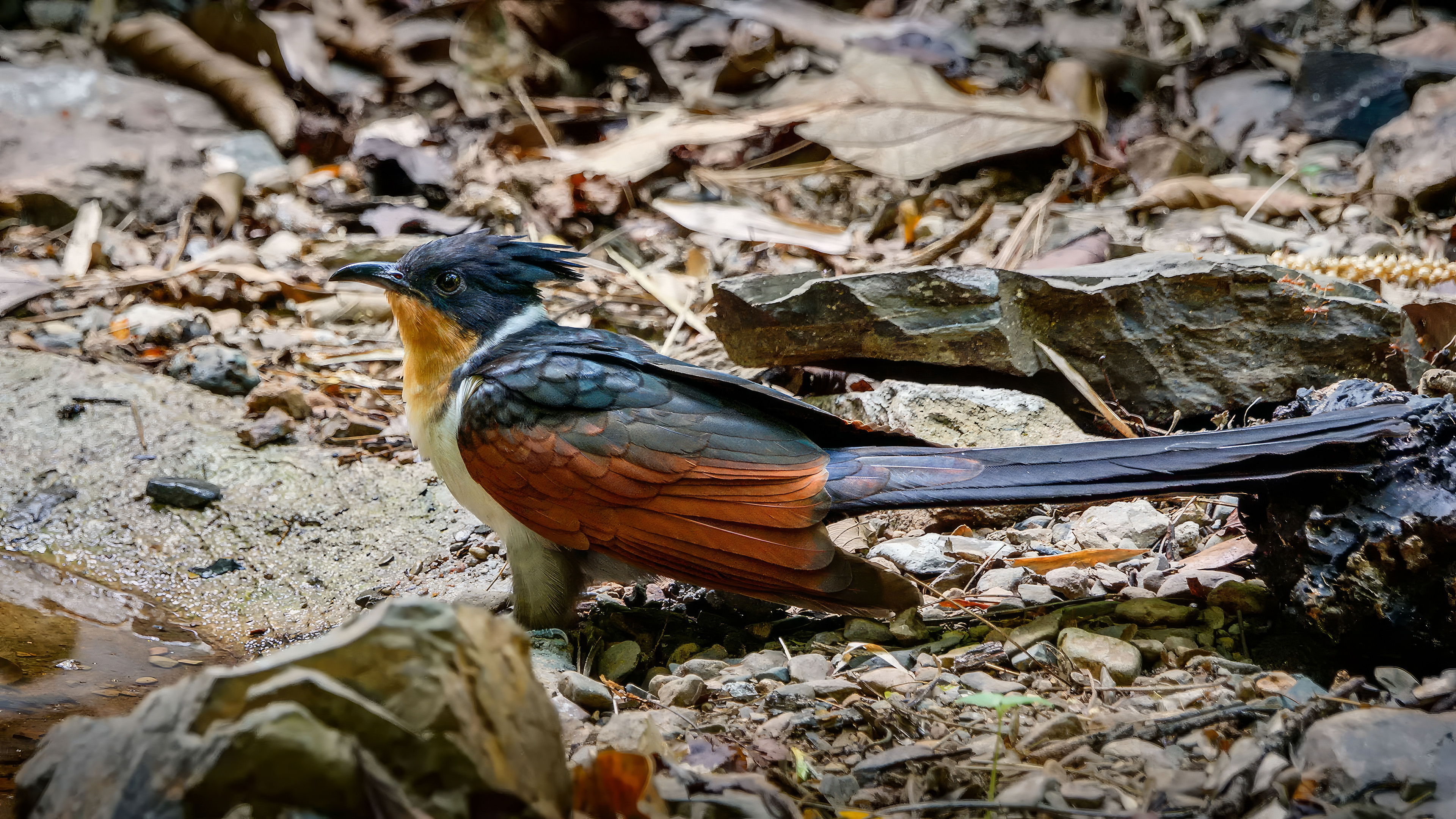 Koromandelkuckuck