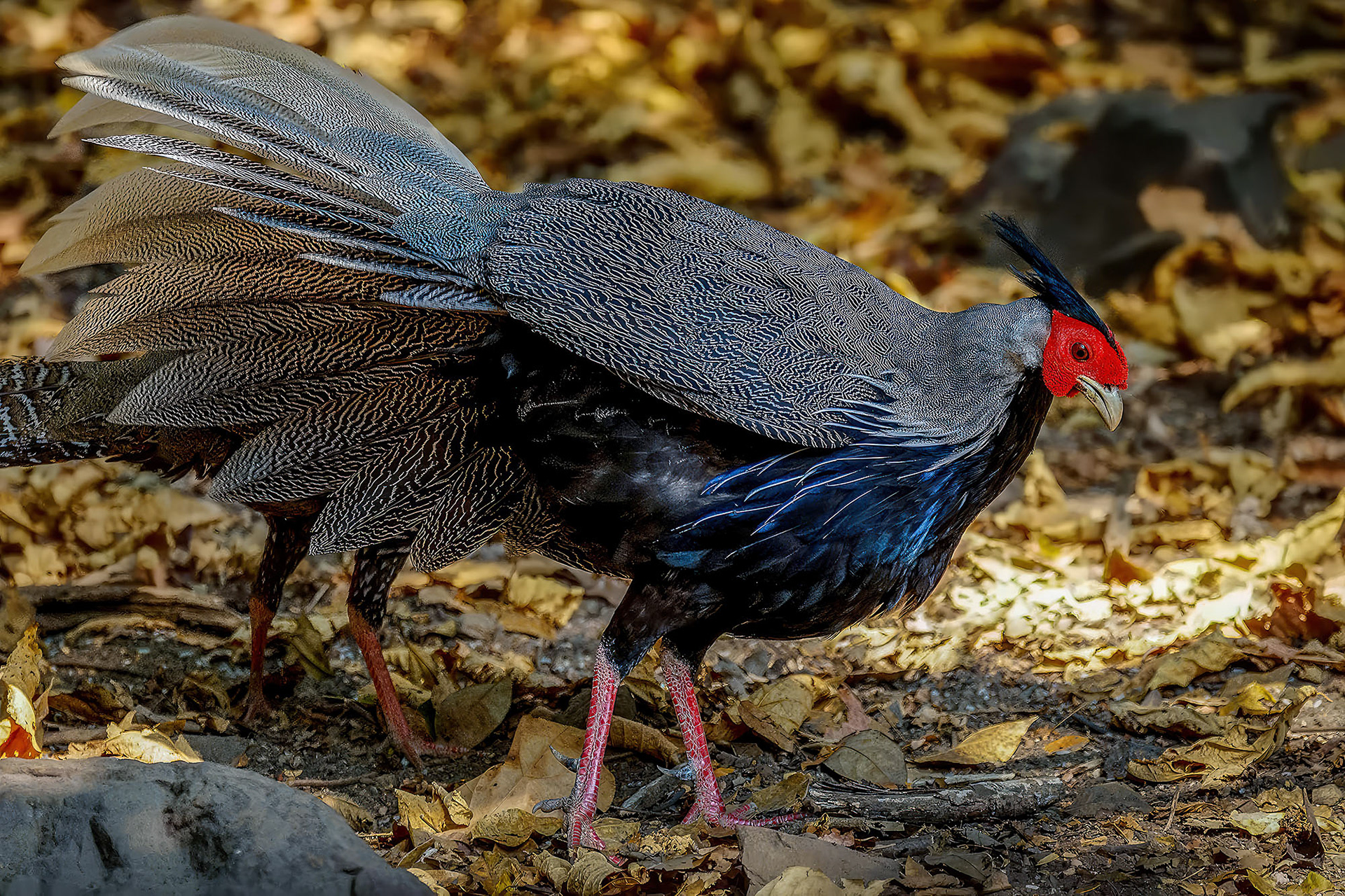 male