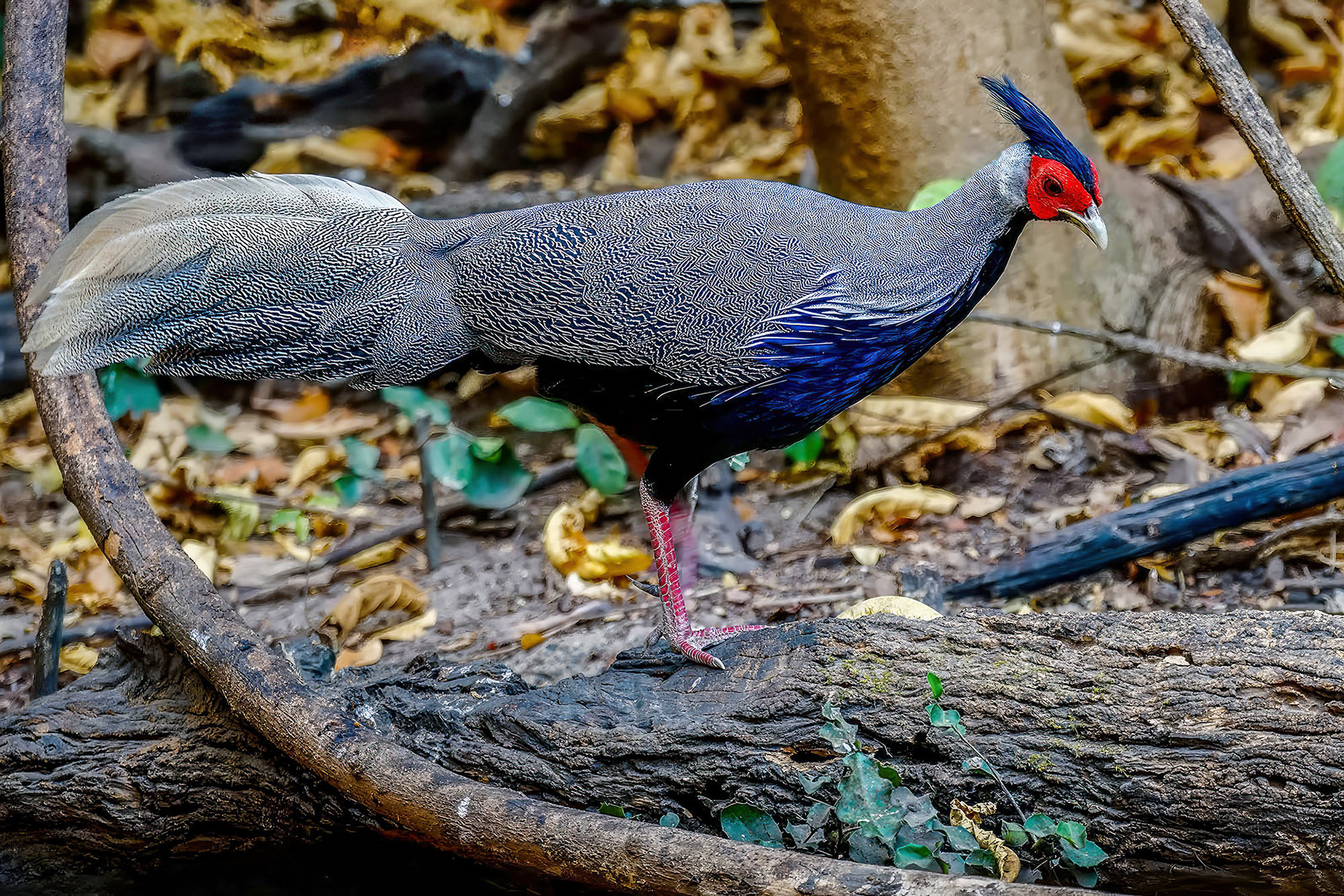male