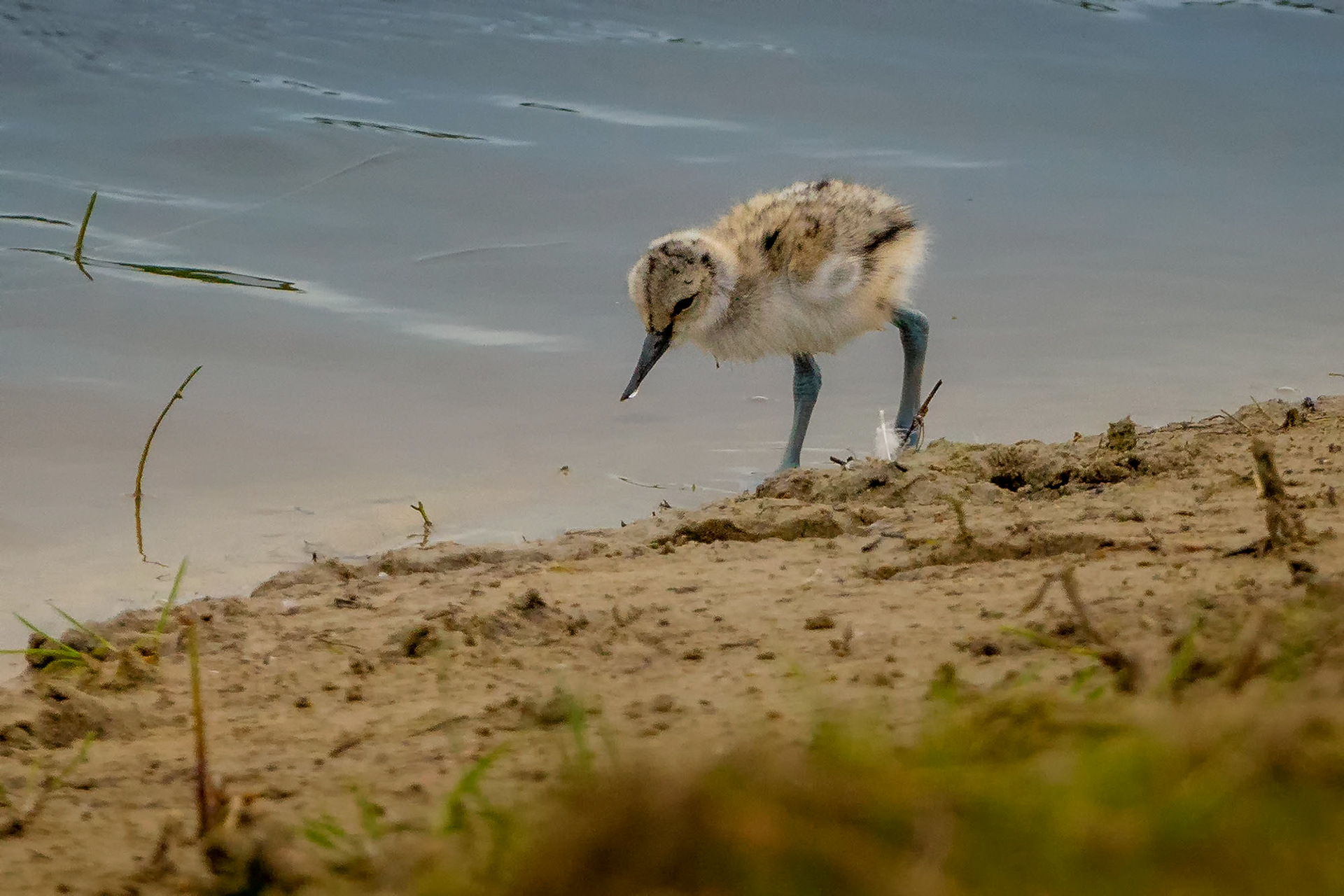 Säbelschnäbler, juvenile