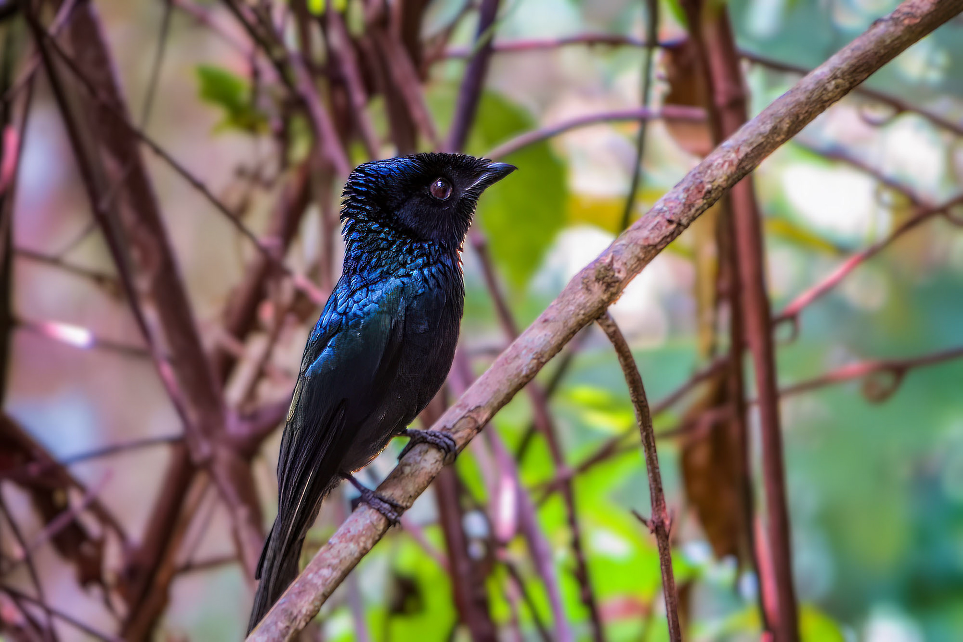 Spateldrongo