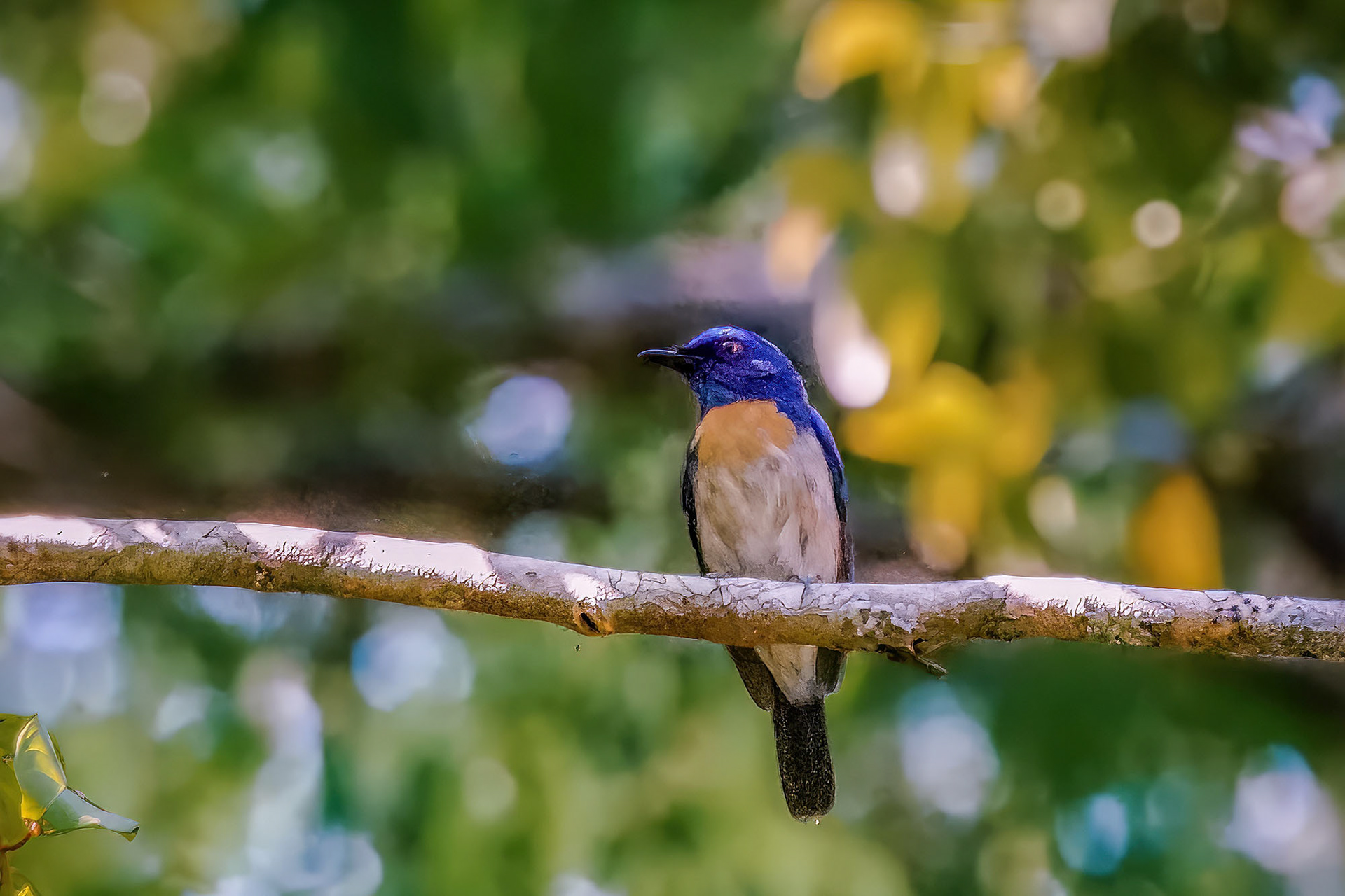 Malaienblauschnäpper (M) / Malaysian Blue-flycatcher