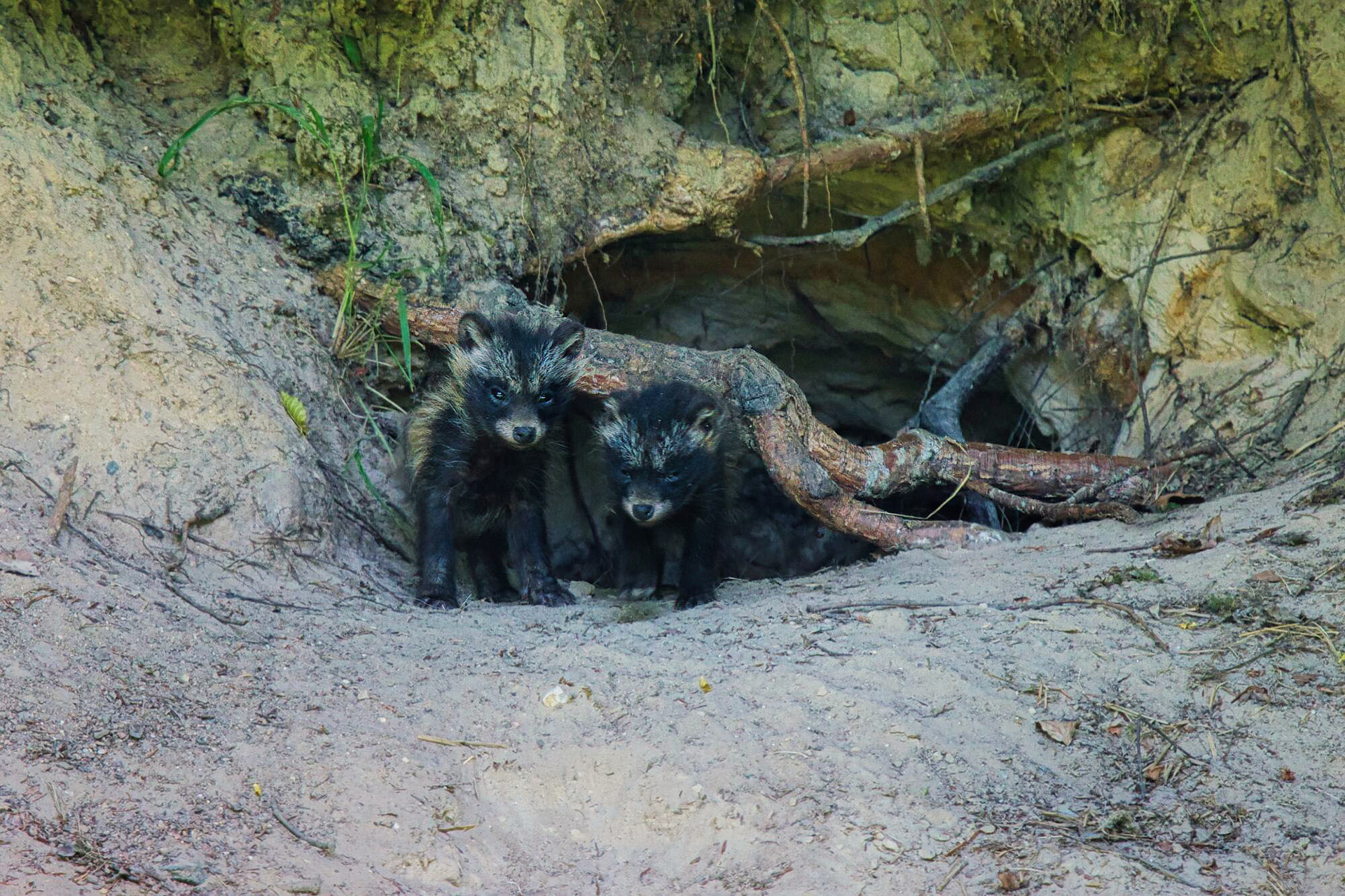 Marderhund Welpen vor dem Bau