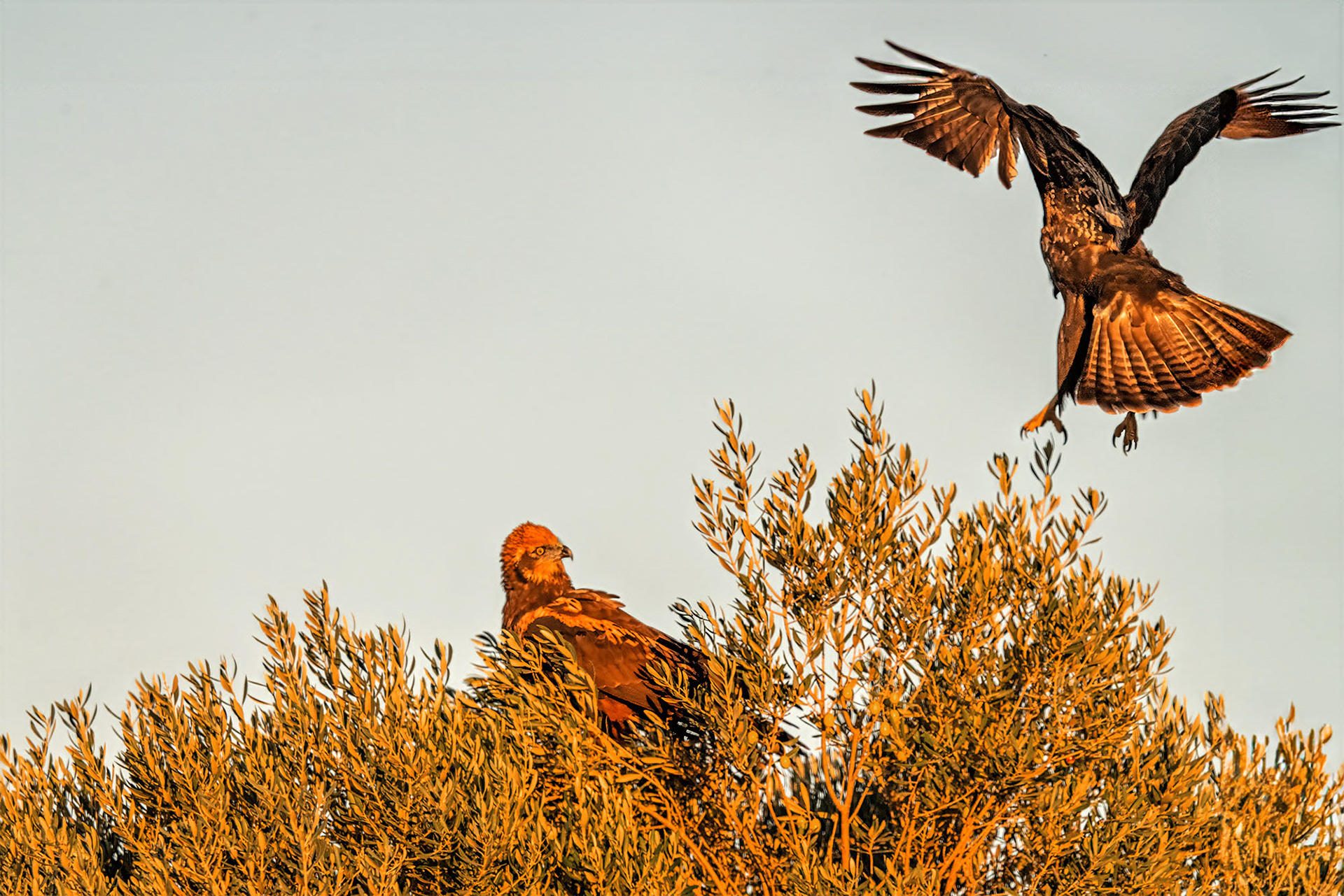 Mäusebussard will Rohrweihe verjagen