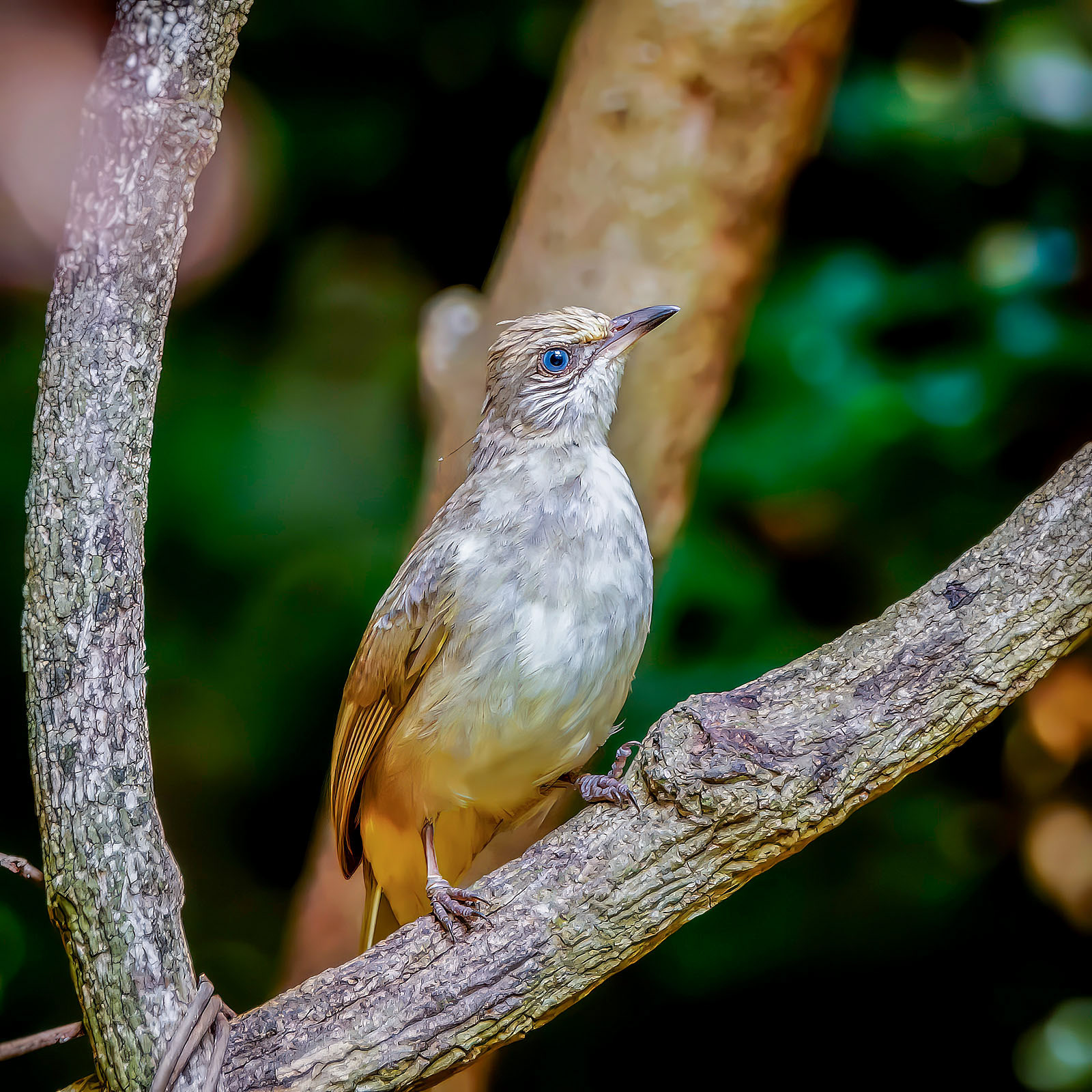 Strichelwangenbülbül