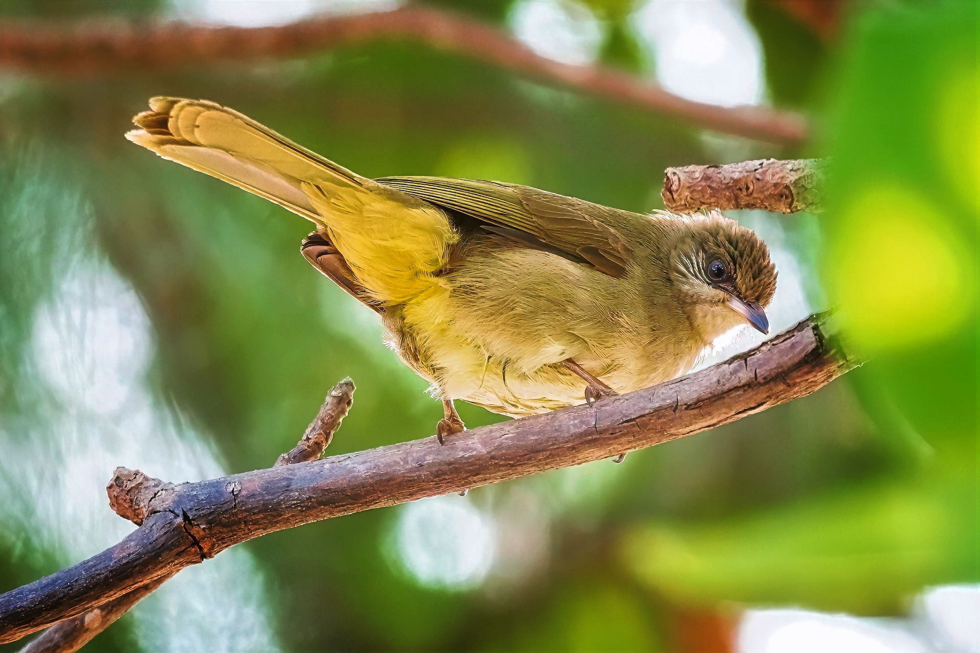 Strichelwangenbülbül