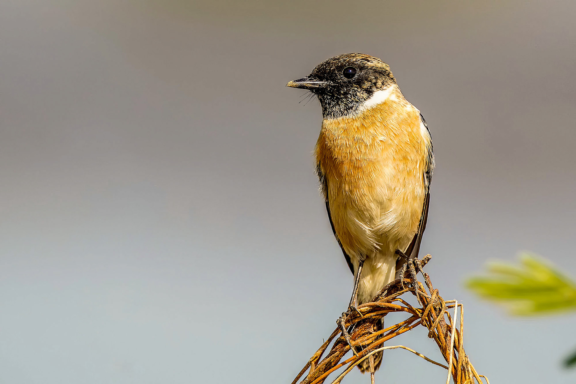 Stejneger-Schwarzkehlchen (Saxicola stejnegeri)