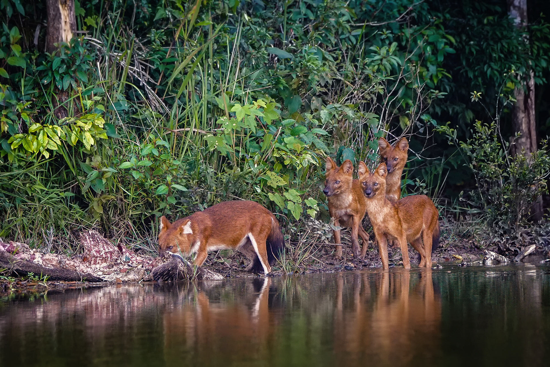 Asiatischer Wildhund, auch Dhole oder Rothund genannt