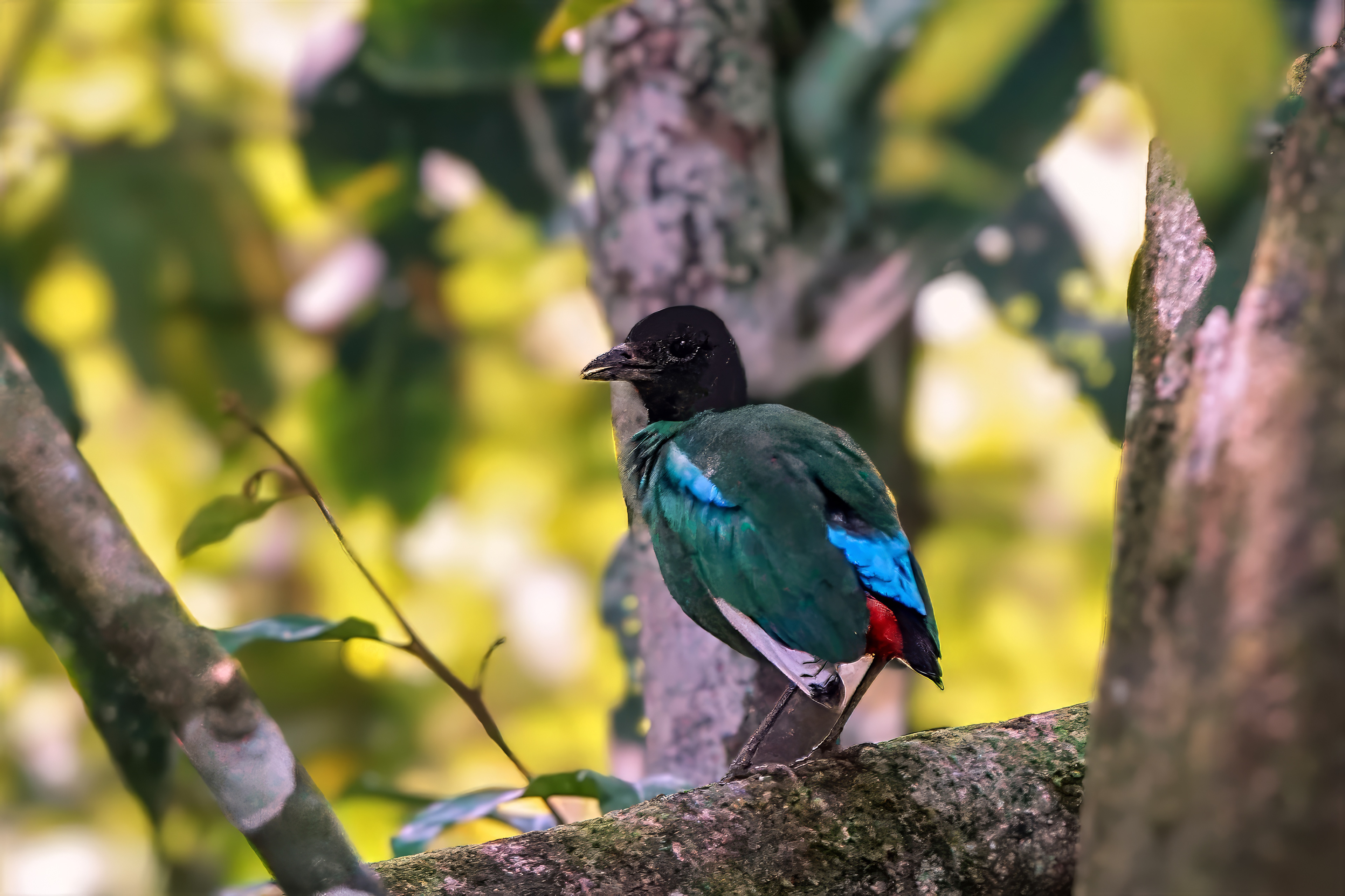 pitta sordida mulleri