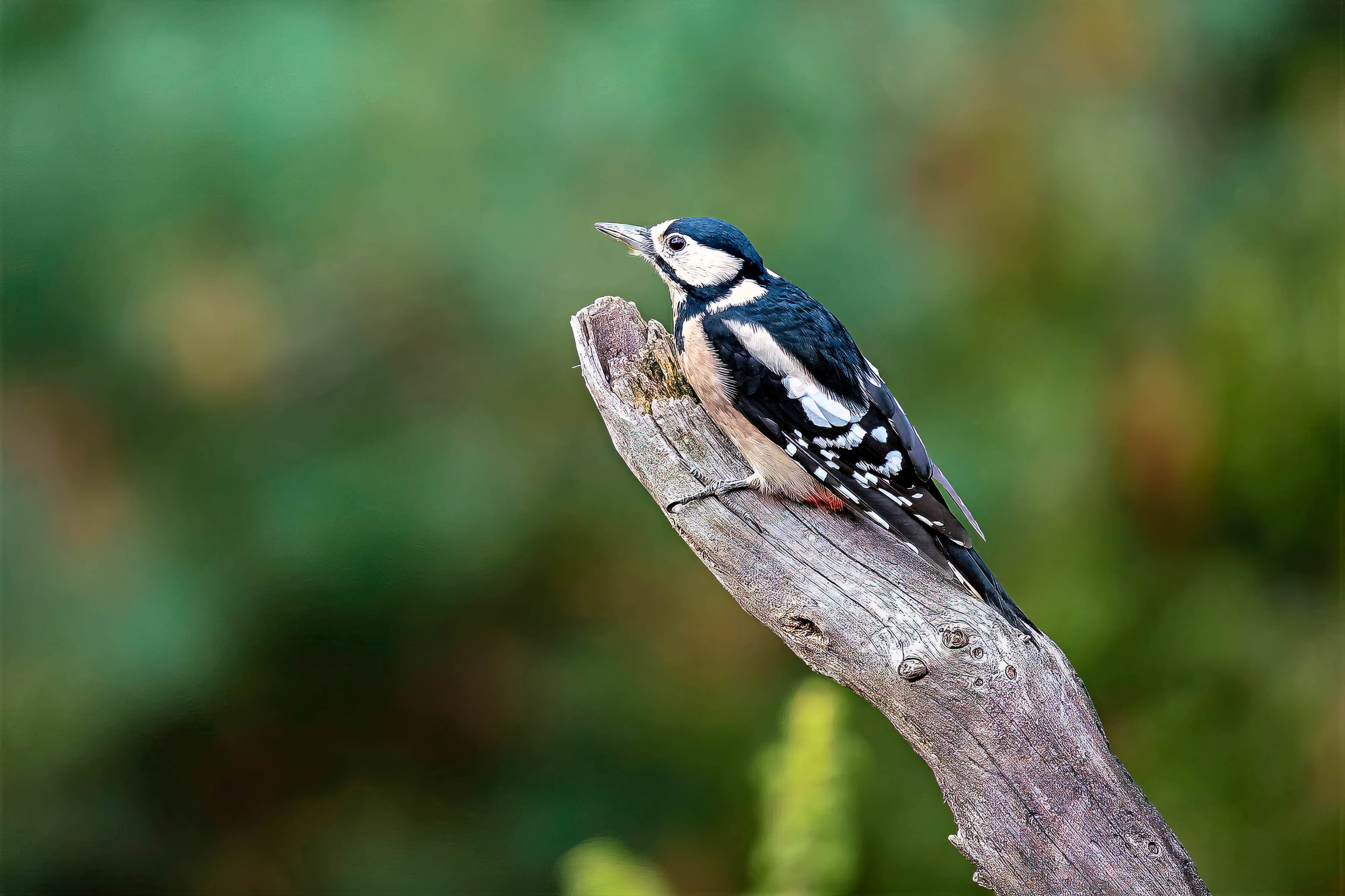 female