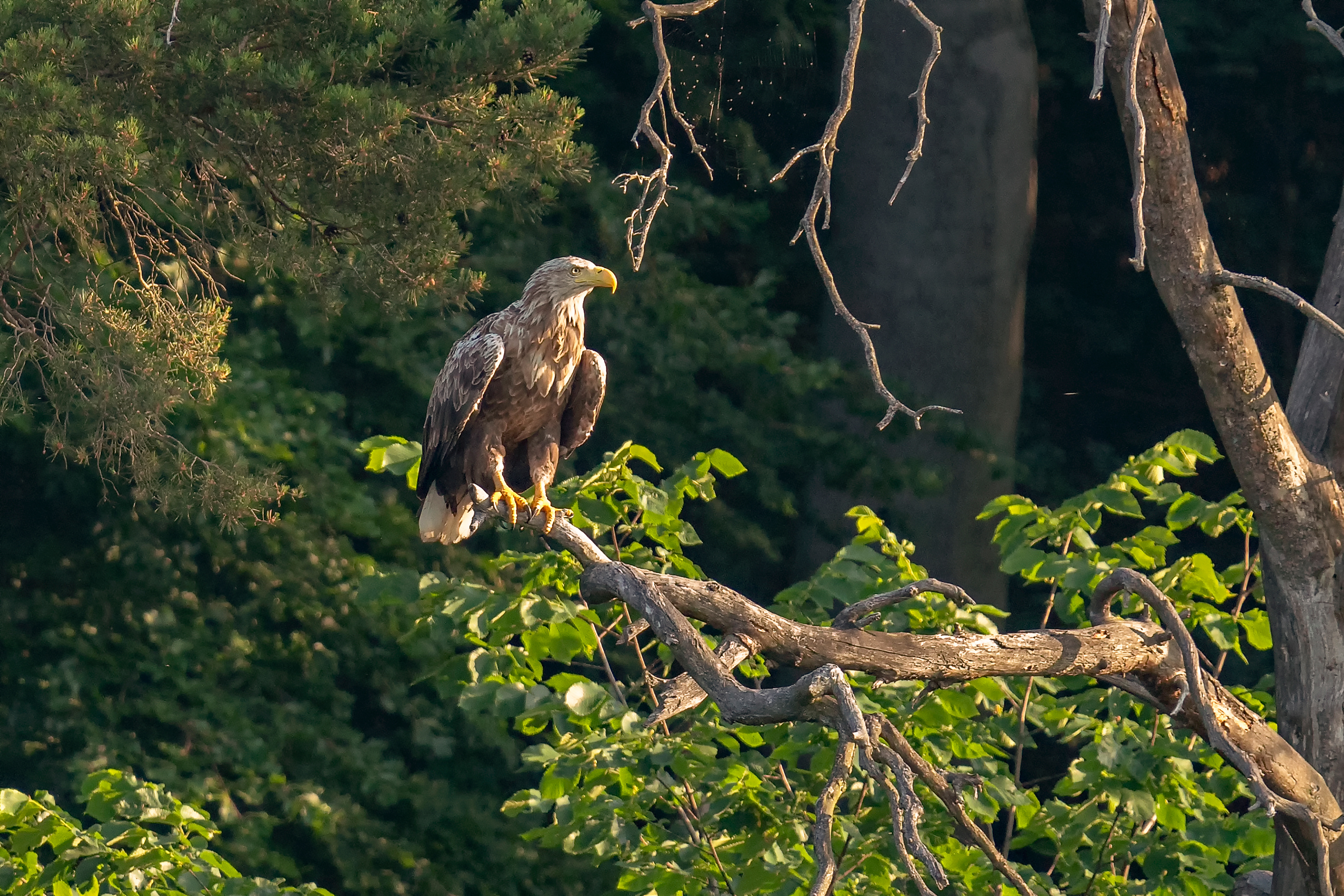 Seeadler